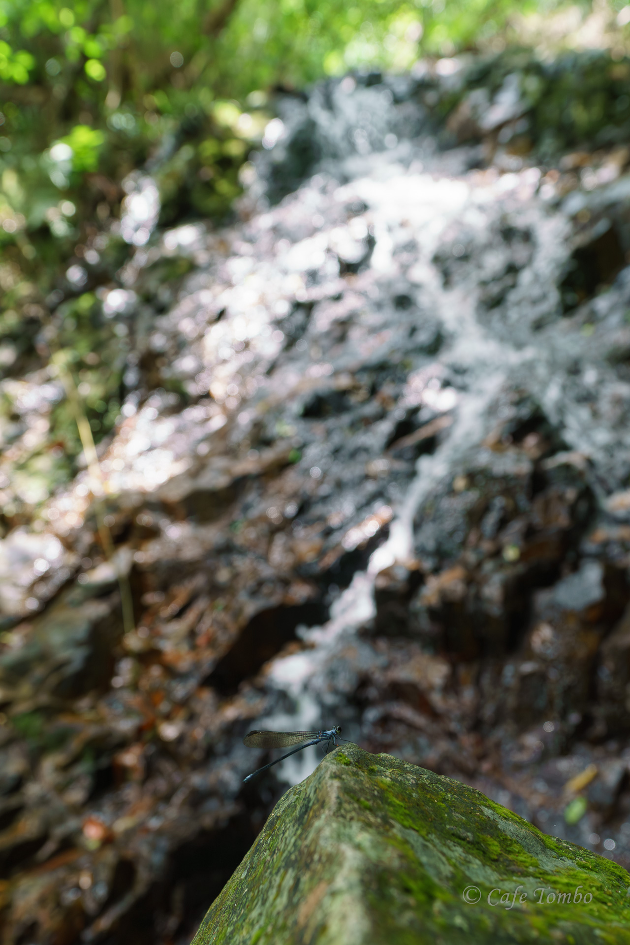 チビカワトンボ