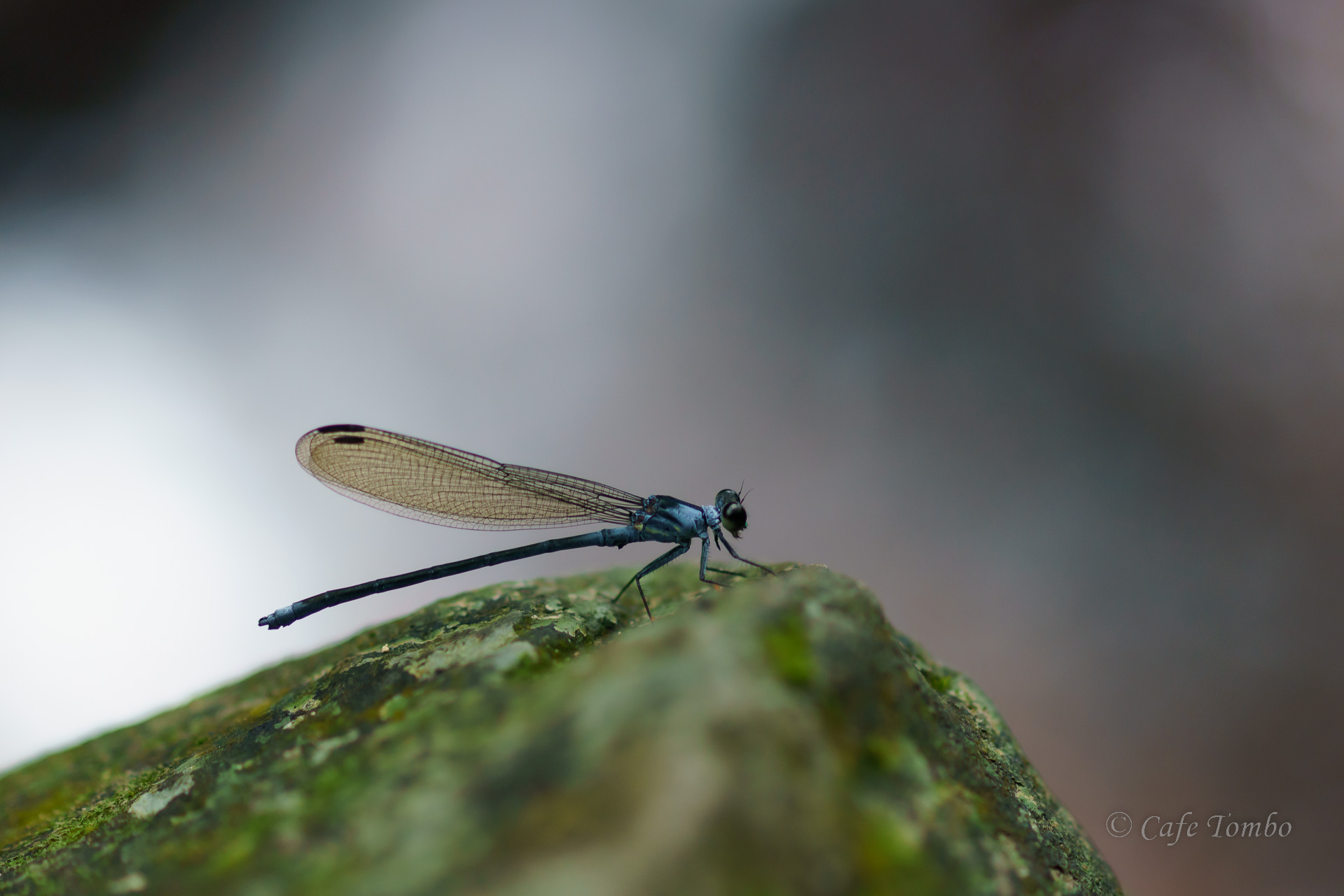 チビカワトンボ