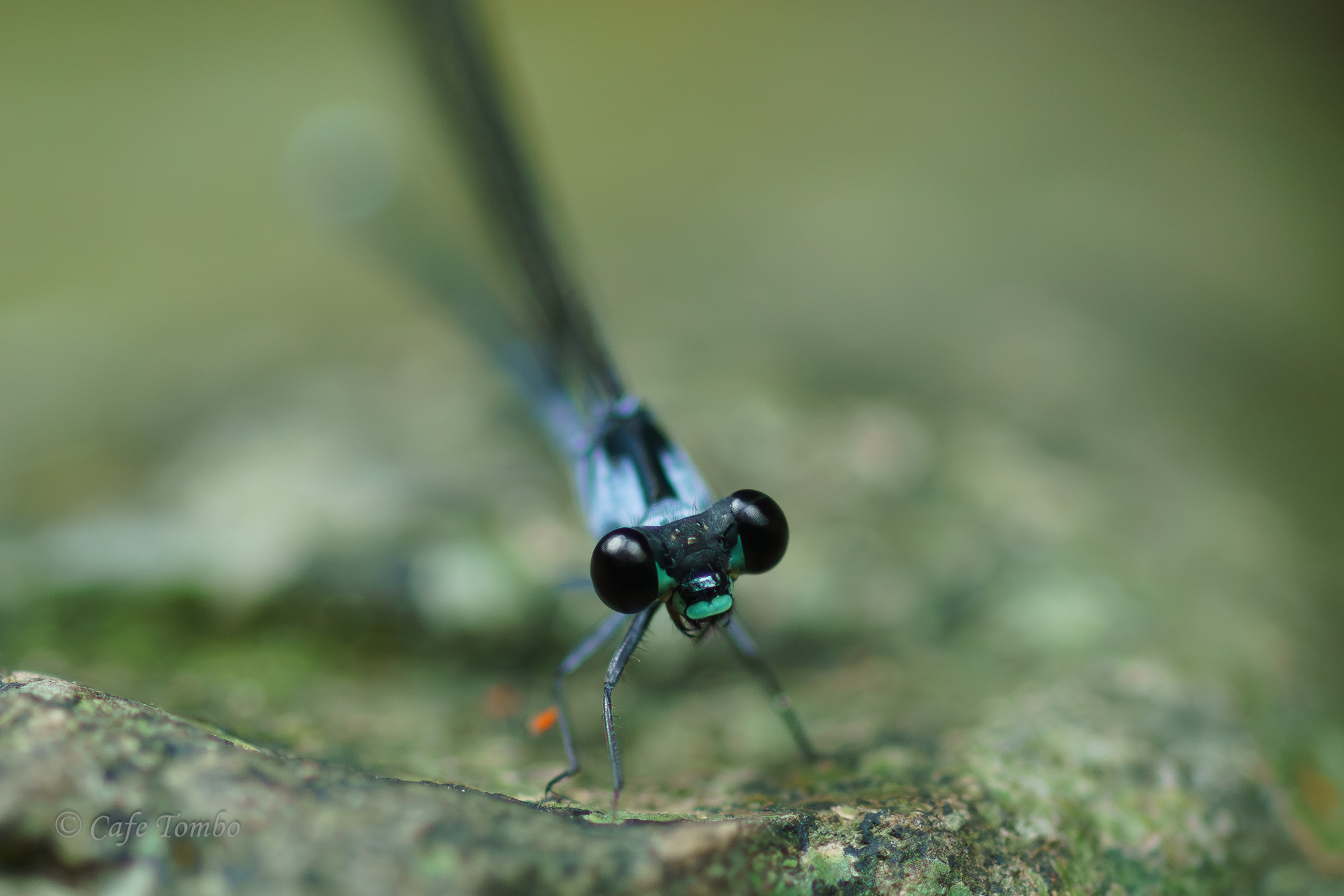 チビカワトンボ