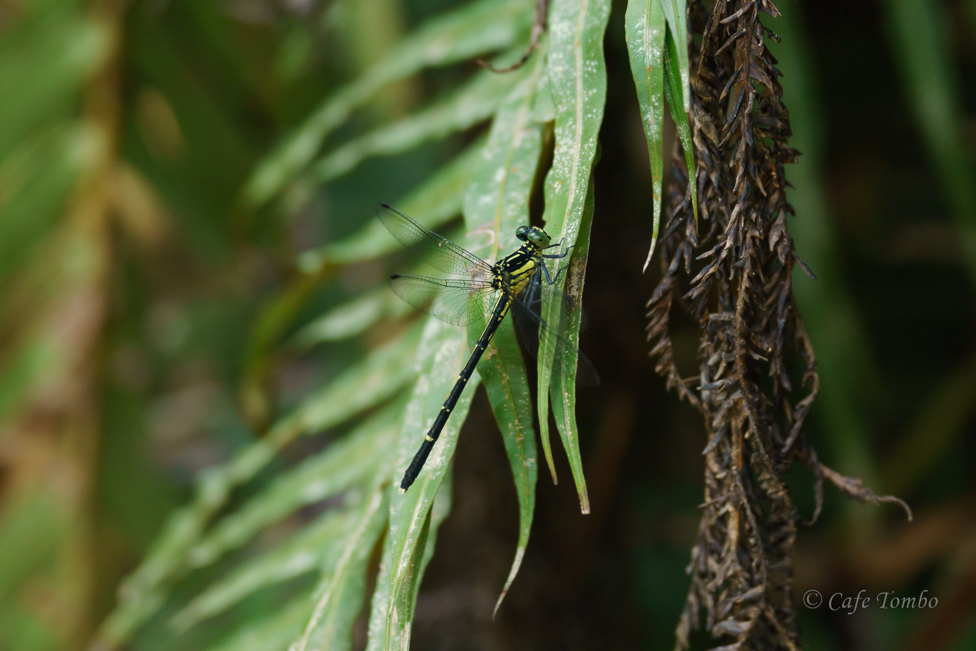 ヒメホソサナエ