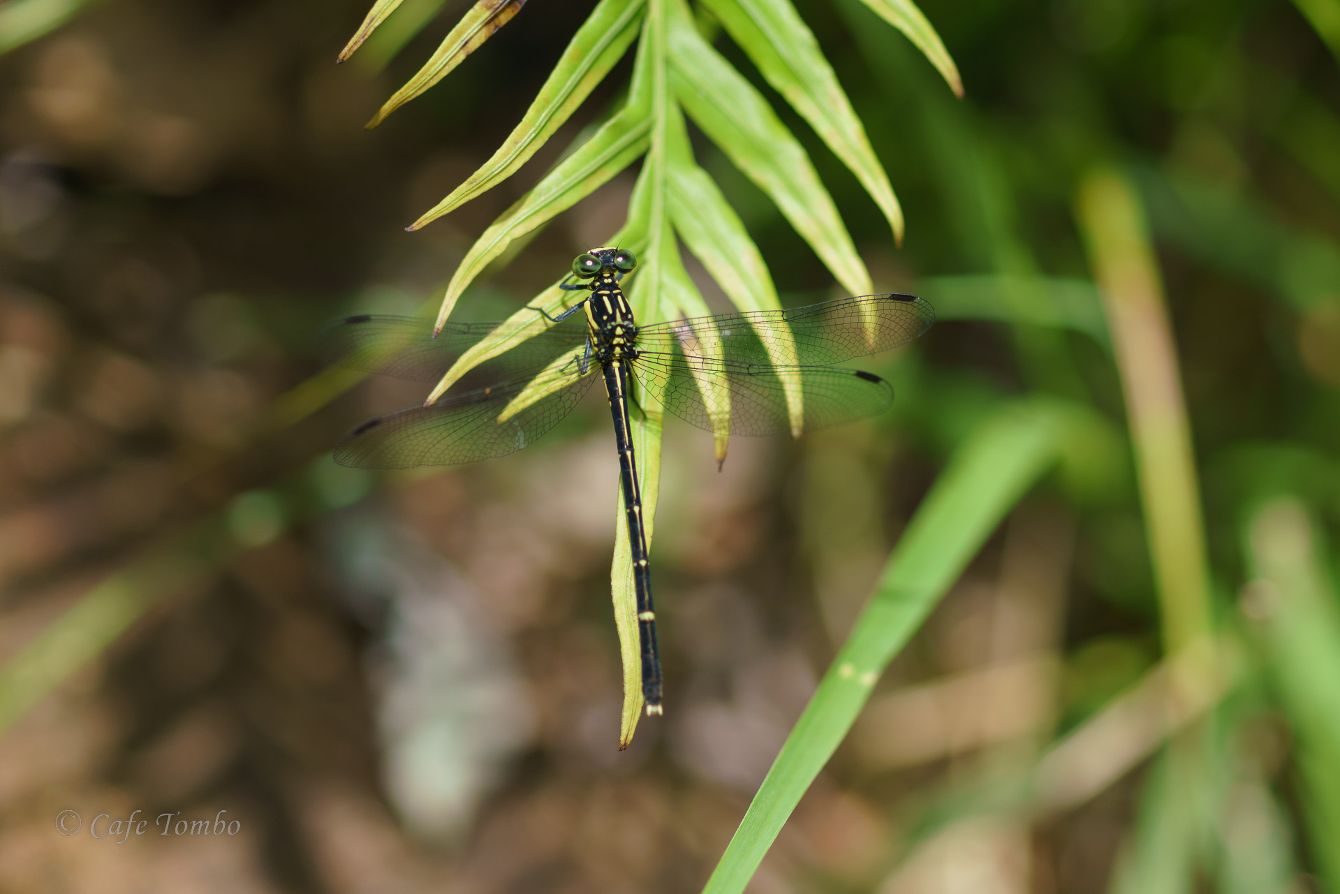 ヒメホソサナエ