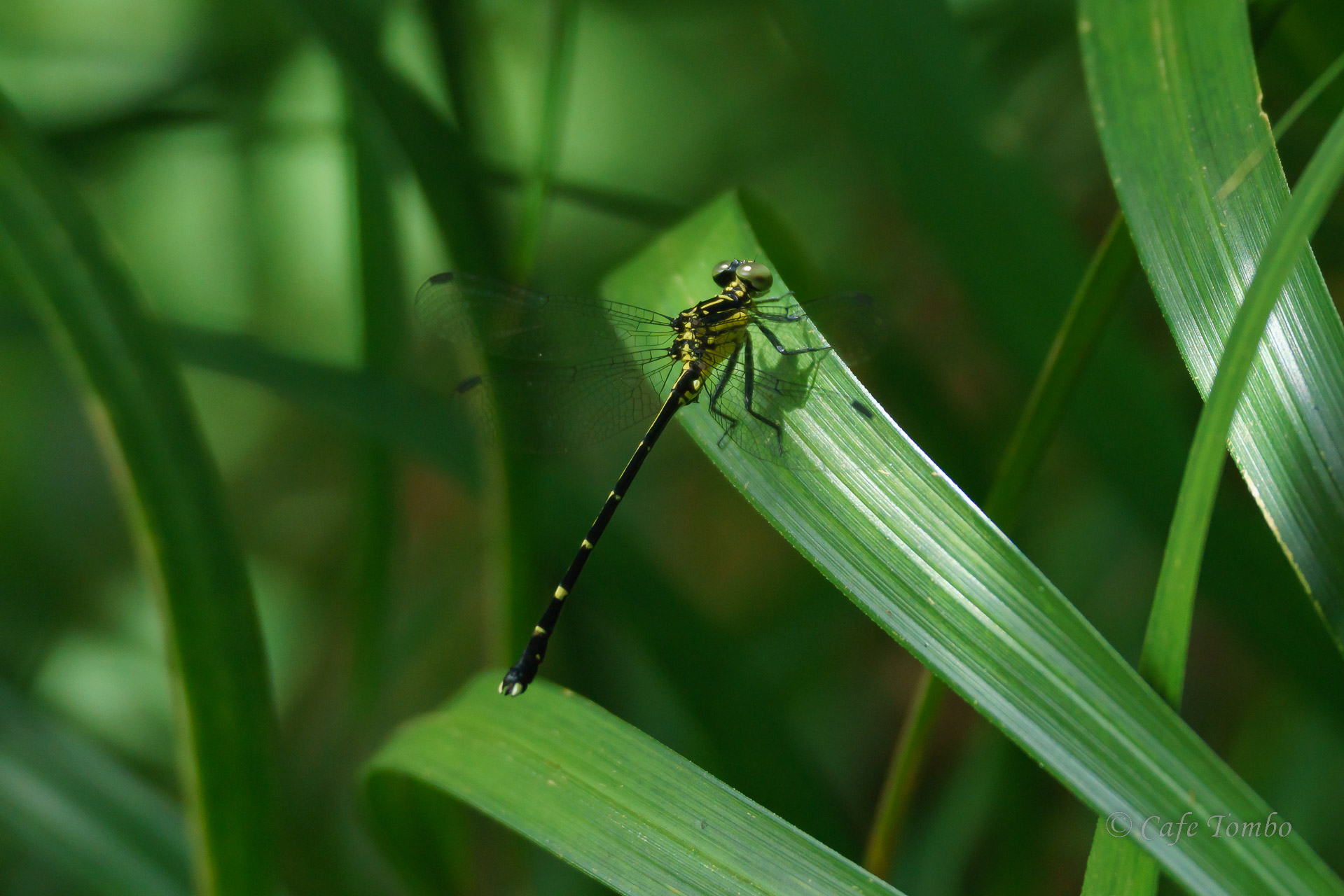 ヒメホソサナエ