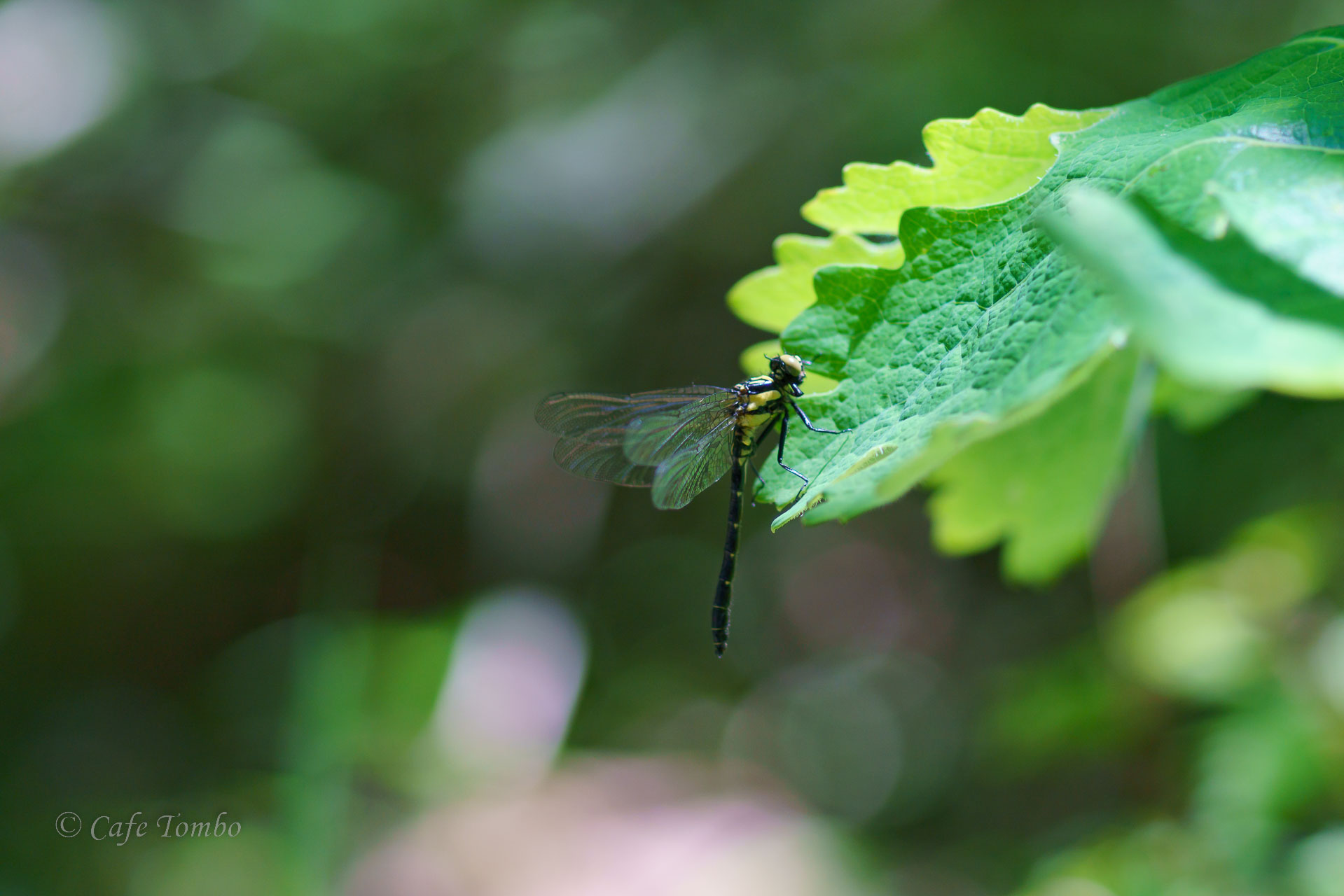 ヒメクロサナエ