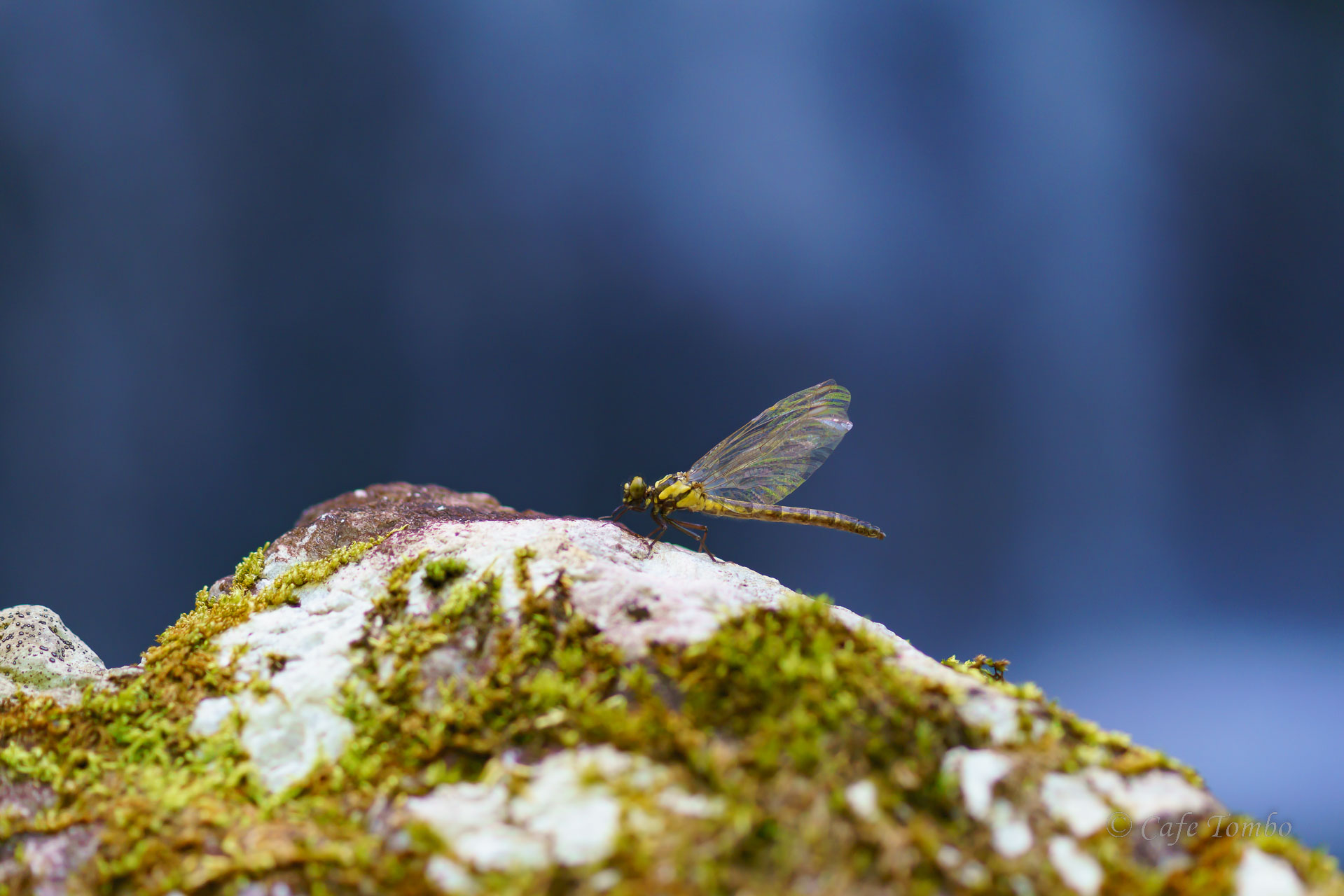 ヒメクロサナエ