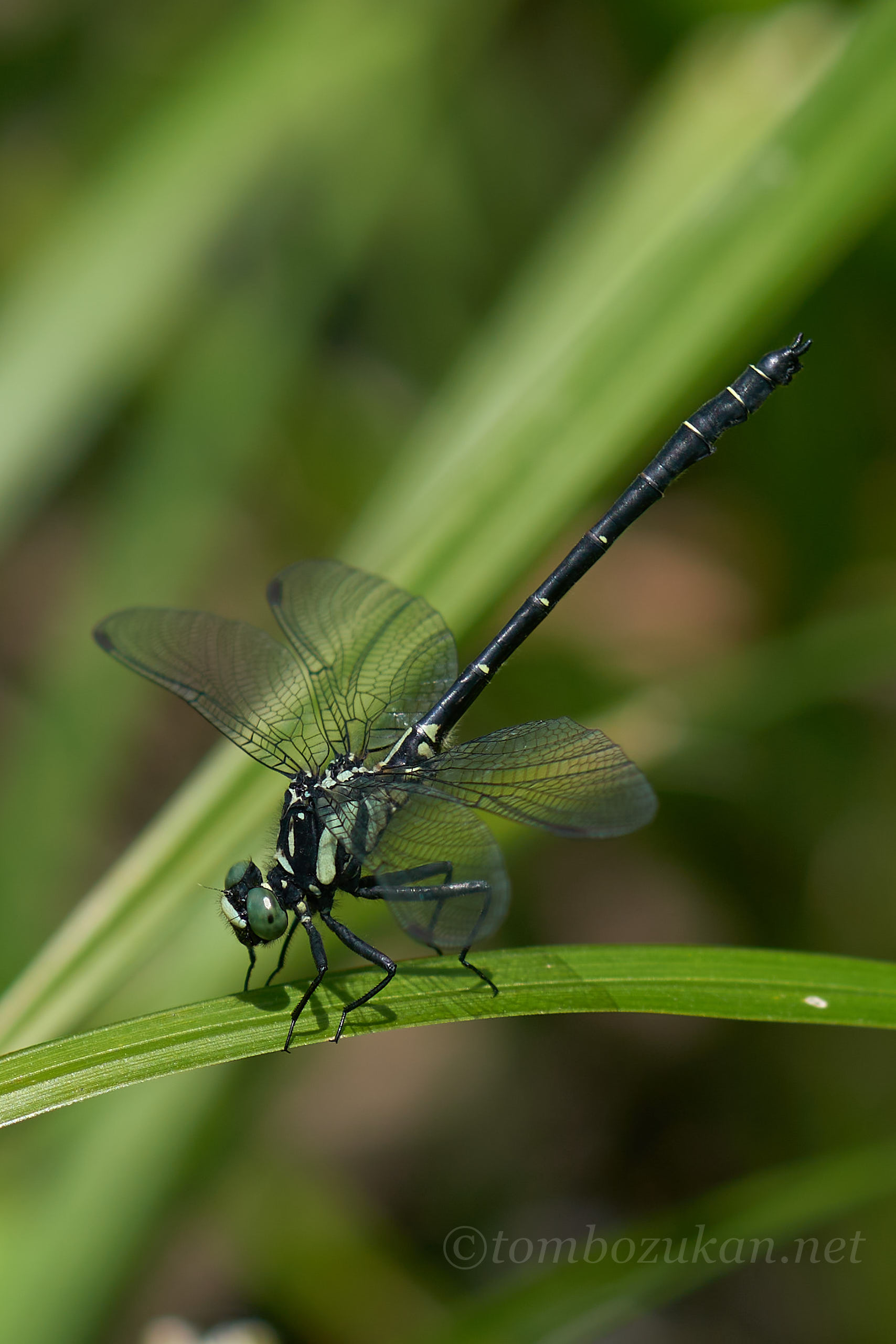 ヒロシマサナエ