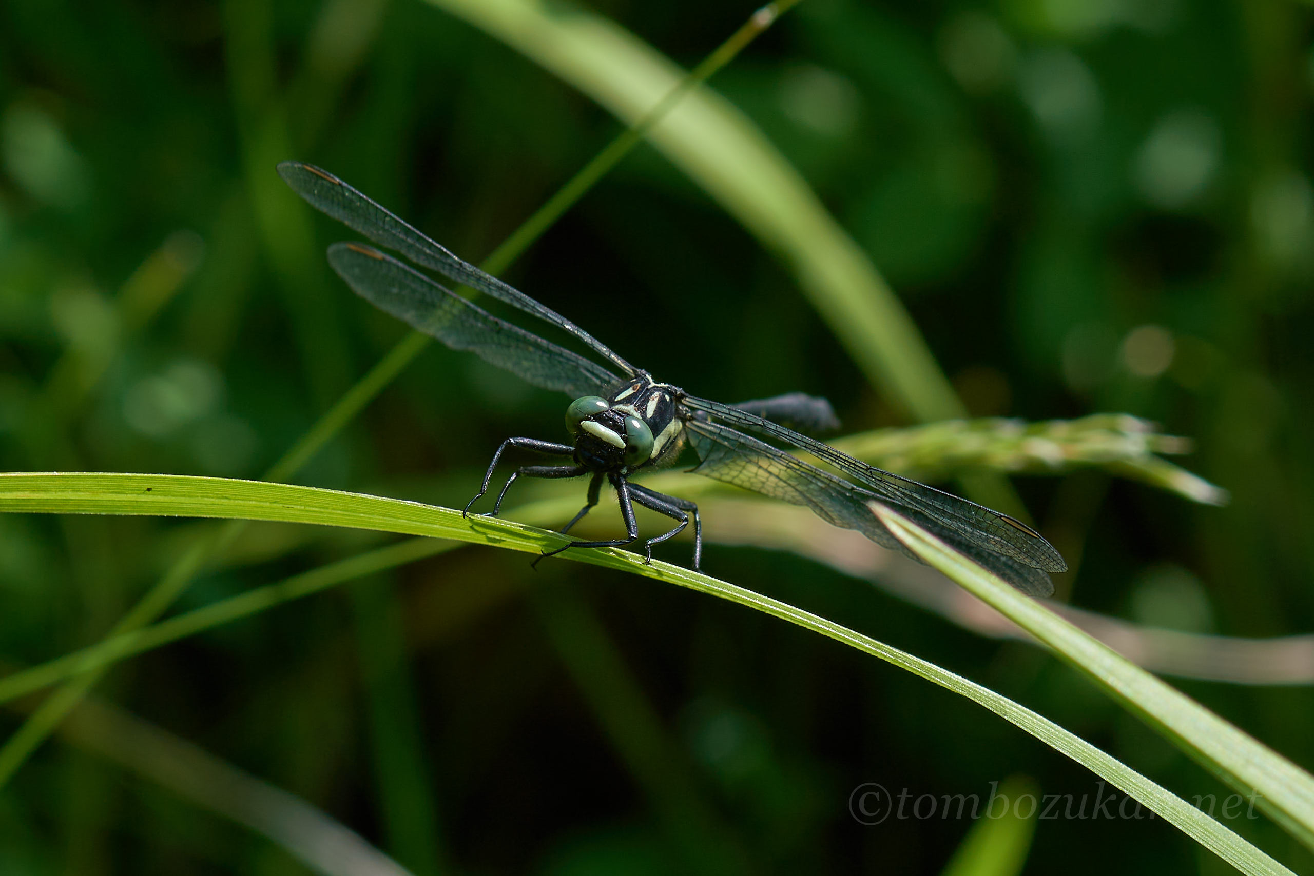 ヒロシマサナエ