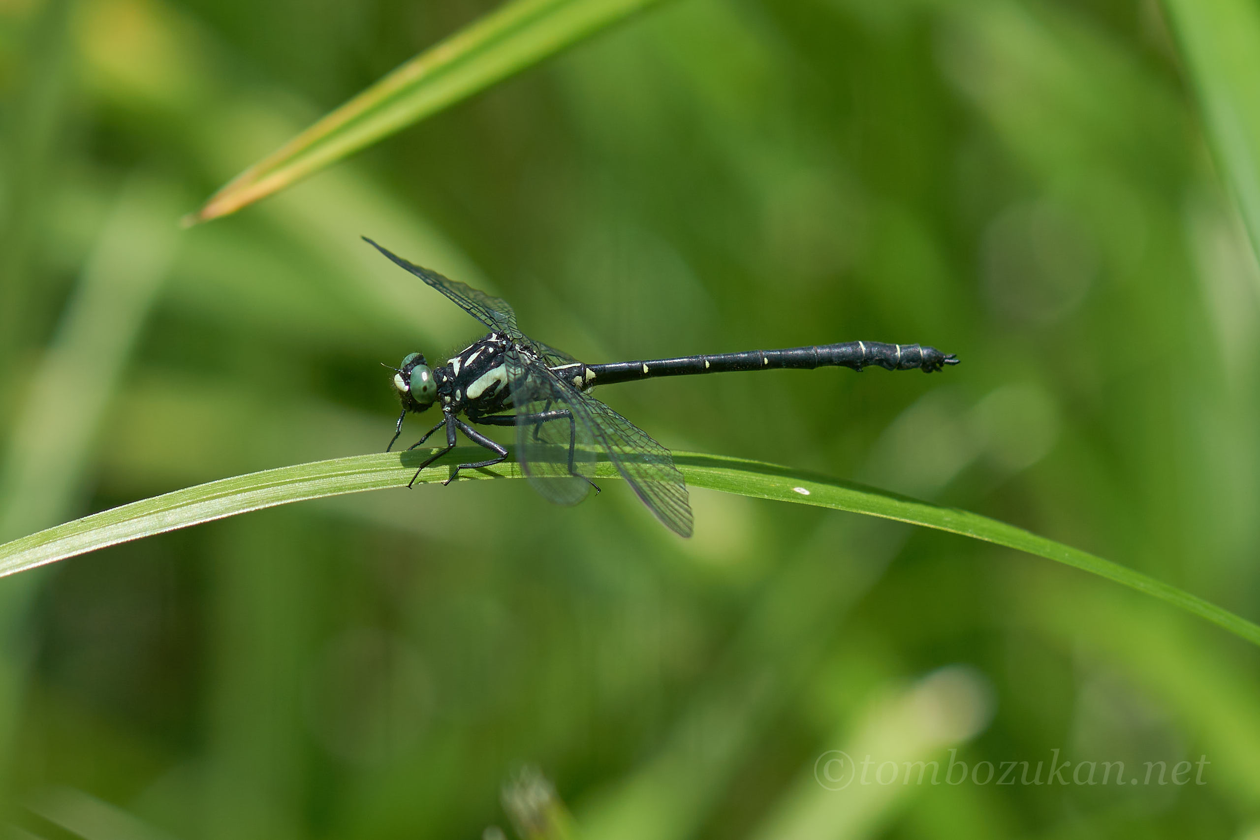 ヒロシマサナエ