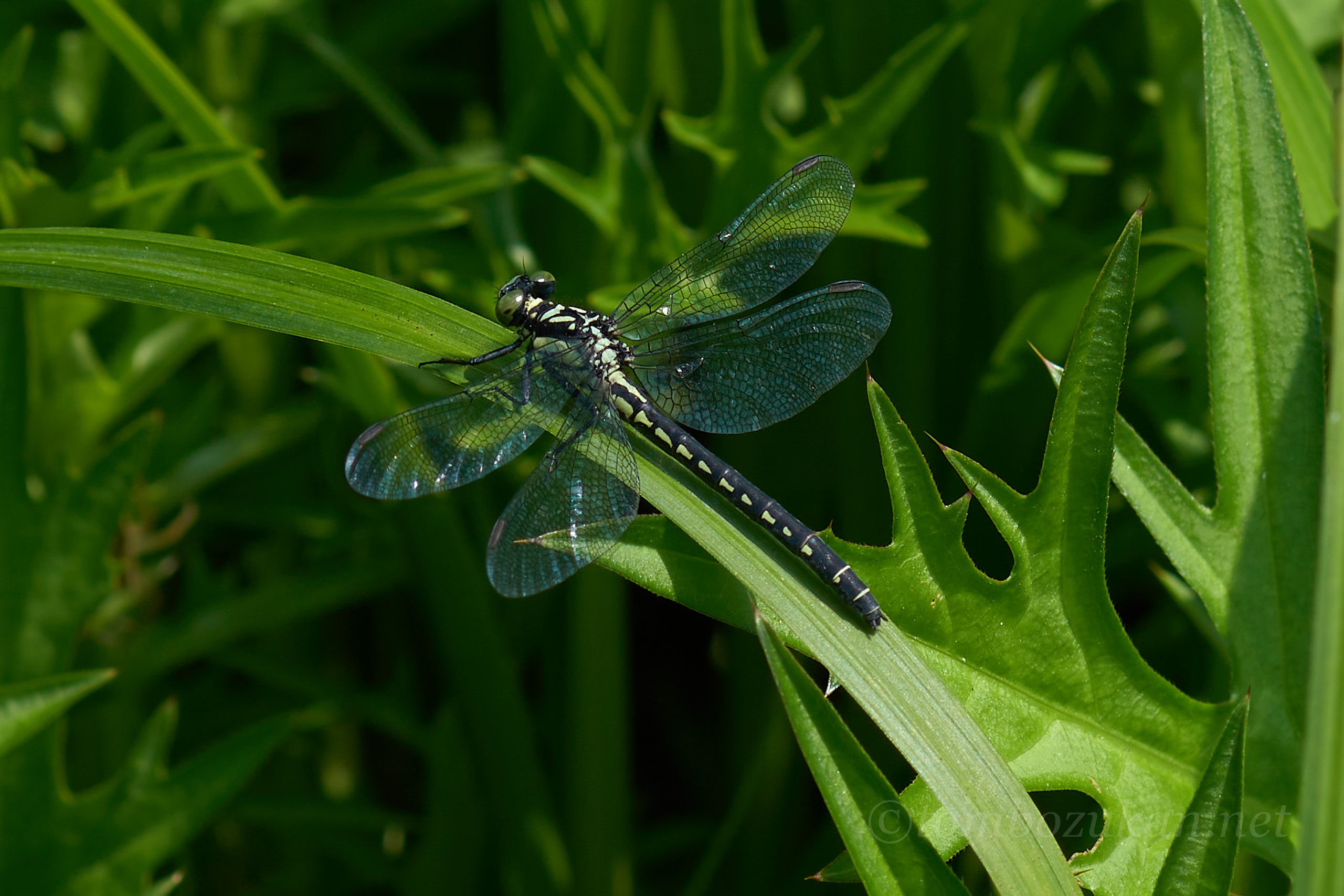 ヒロシマサナエ