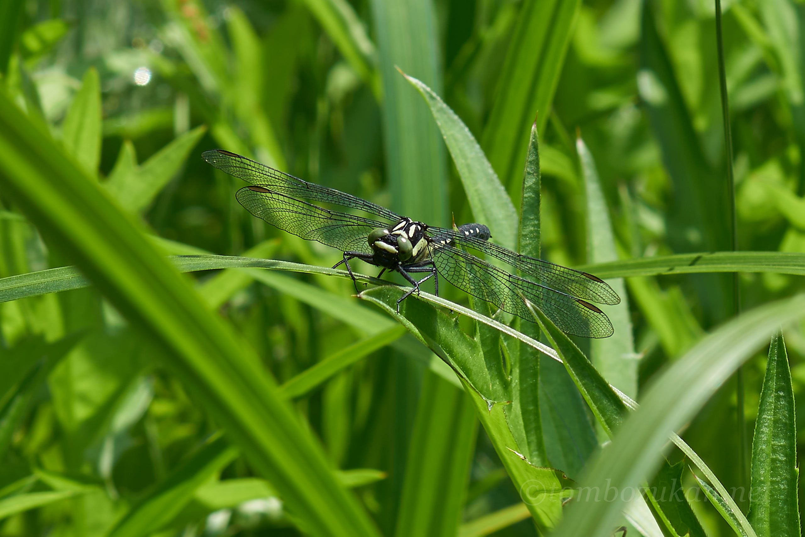 ヒロシマサナエ