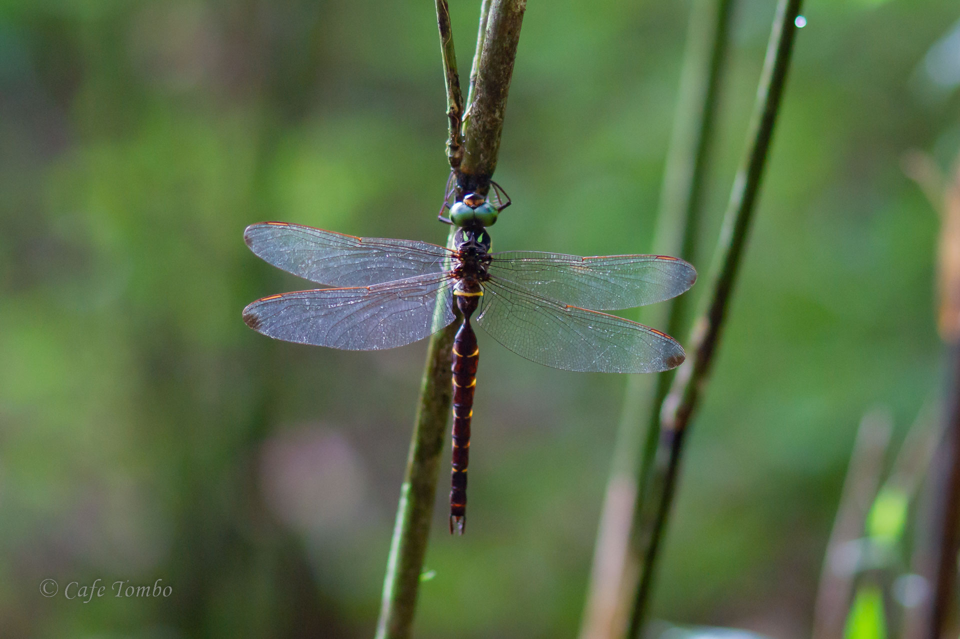コシボソヤンマ