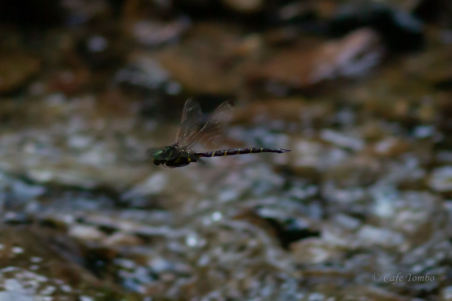 コシボソヤンマ