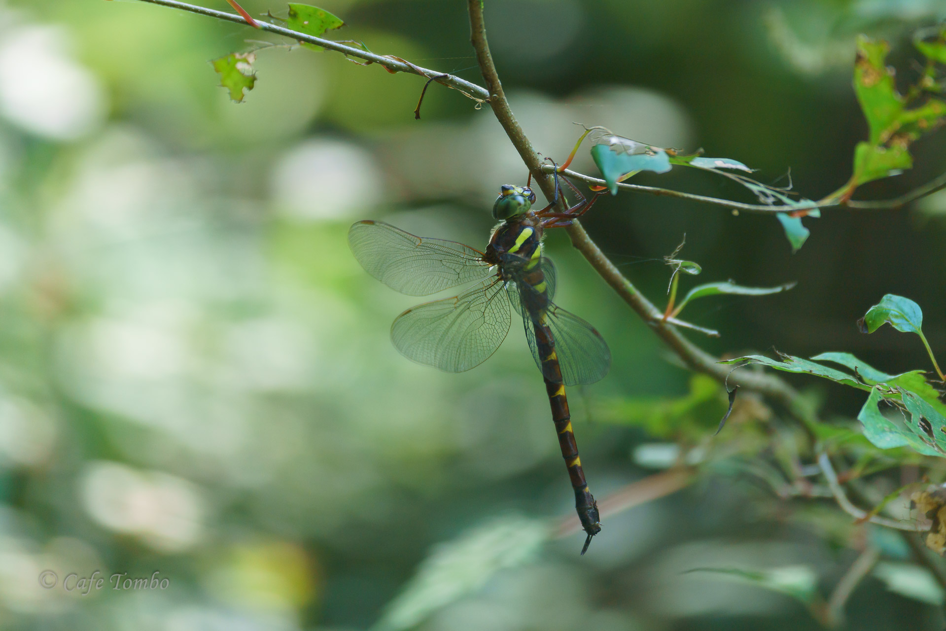 コシボソヤンマ