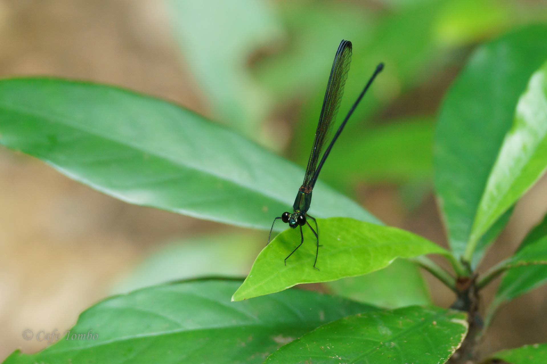 クロイワカワトンボ