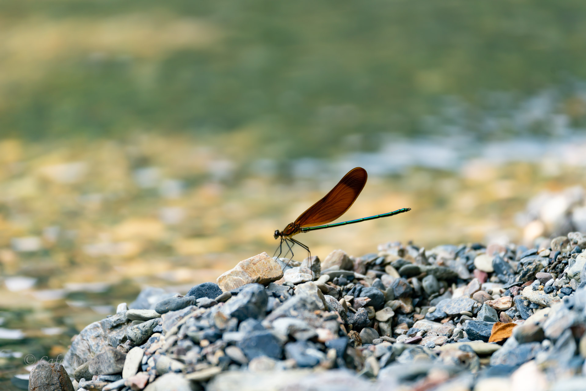 ミヤマカワトンボ