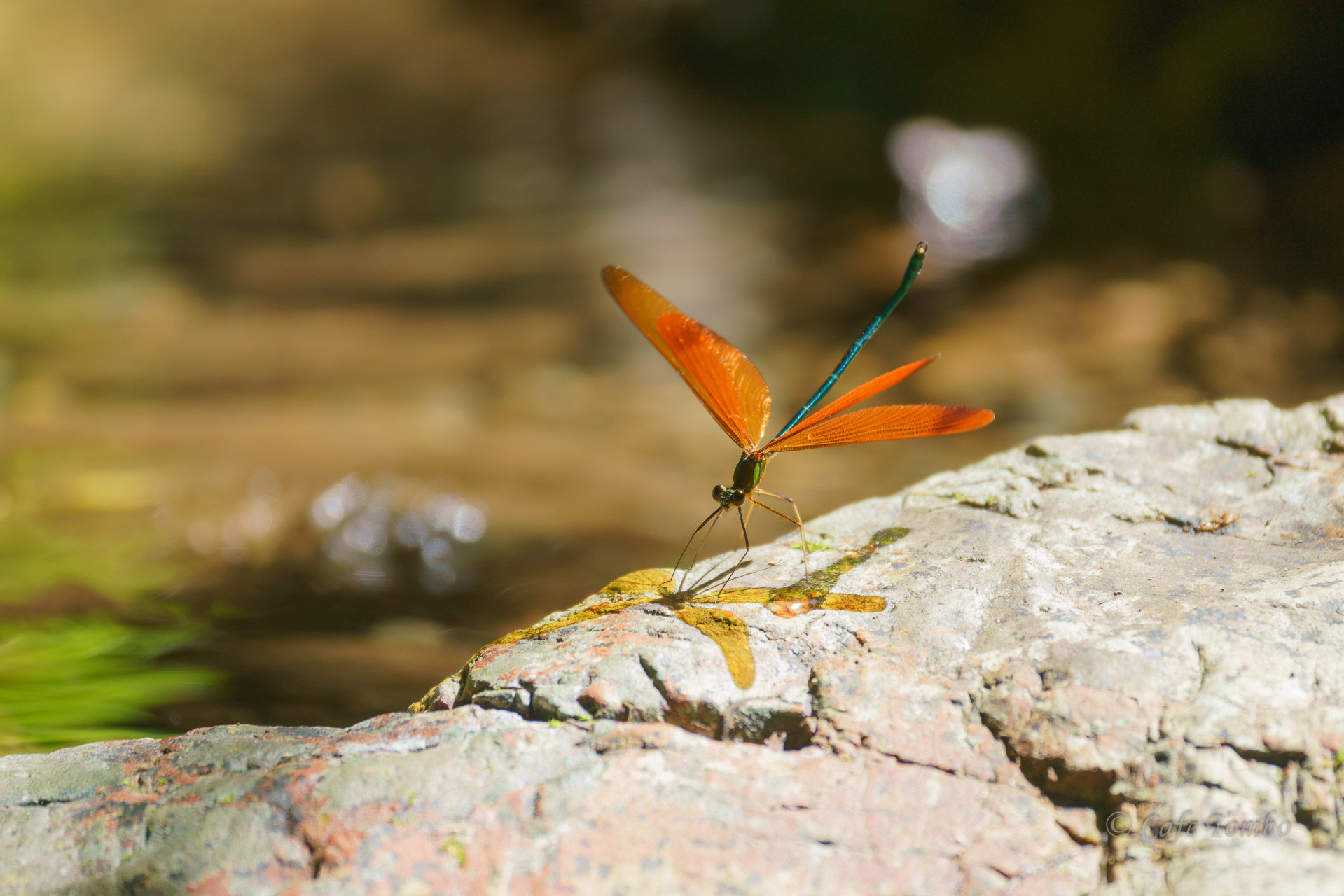 ミヤマカワトンボ