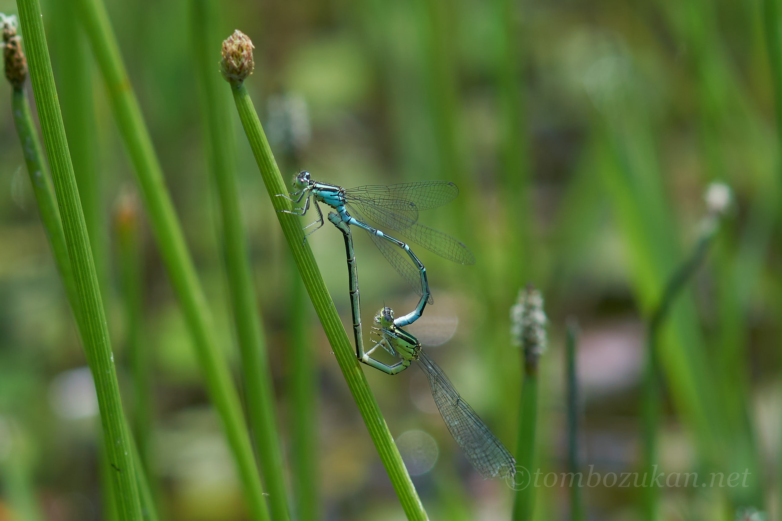 オオイトトンボ