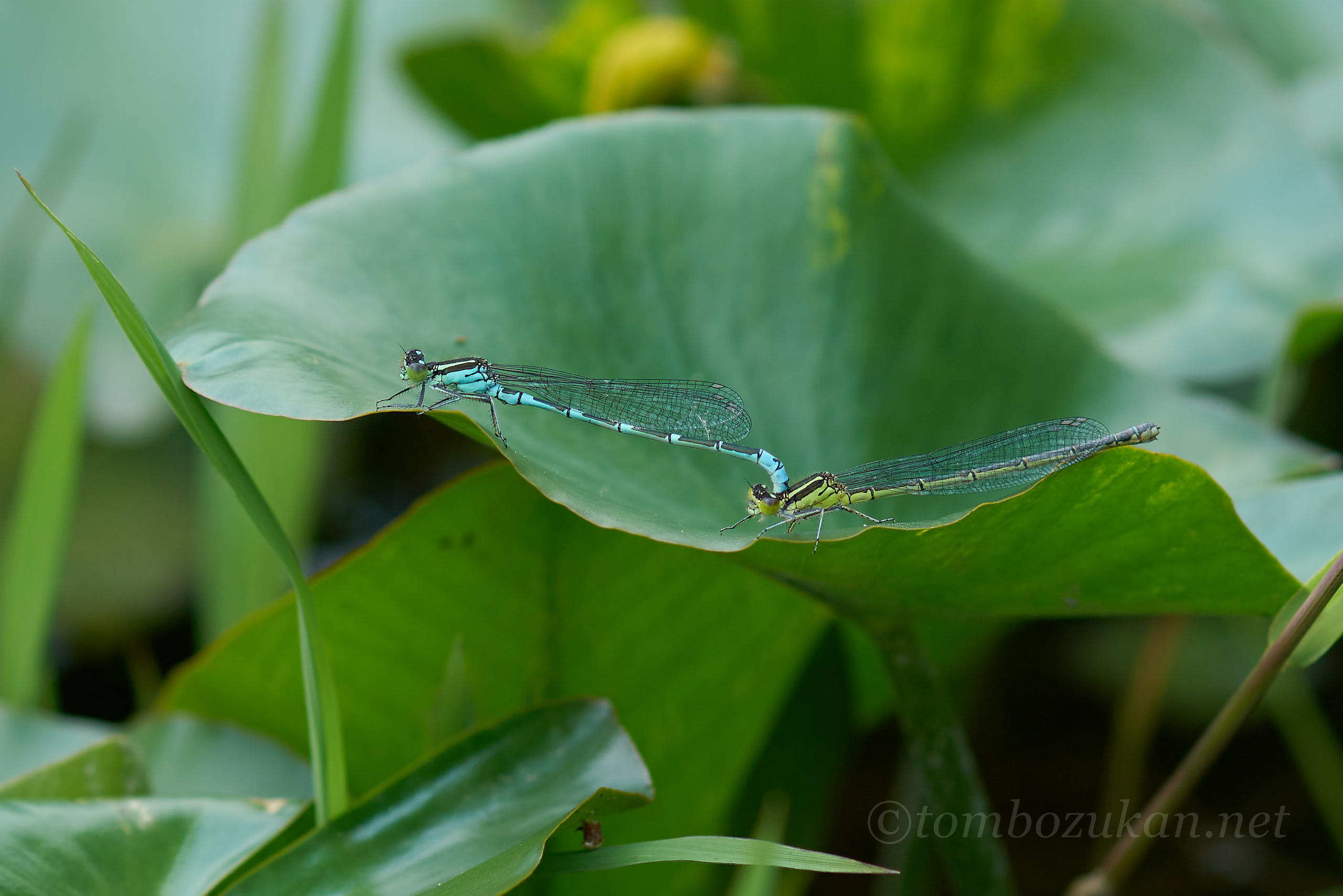 オオイトトンボ