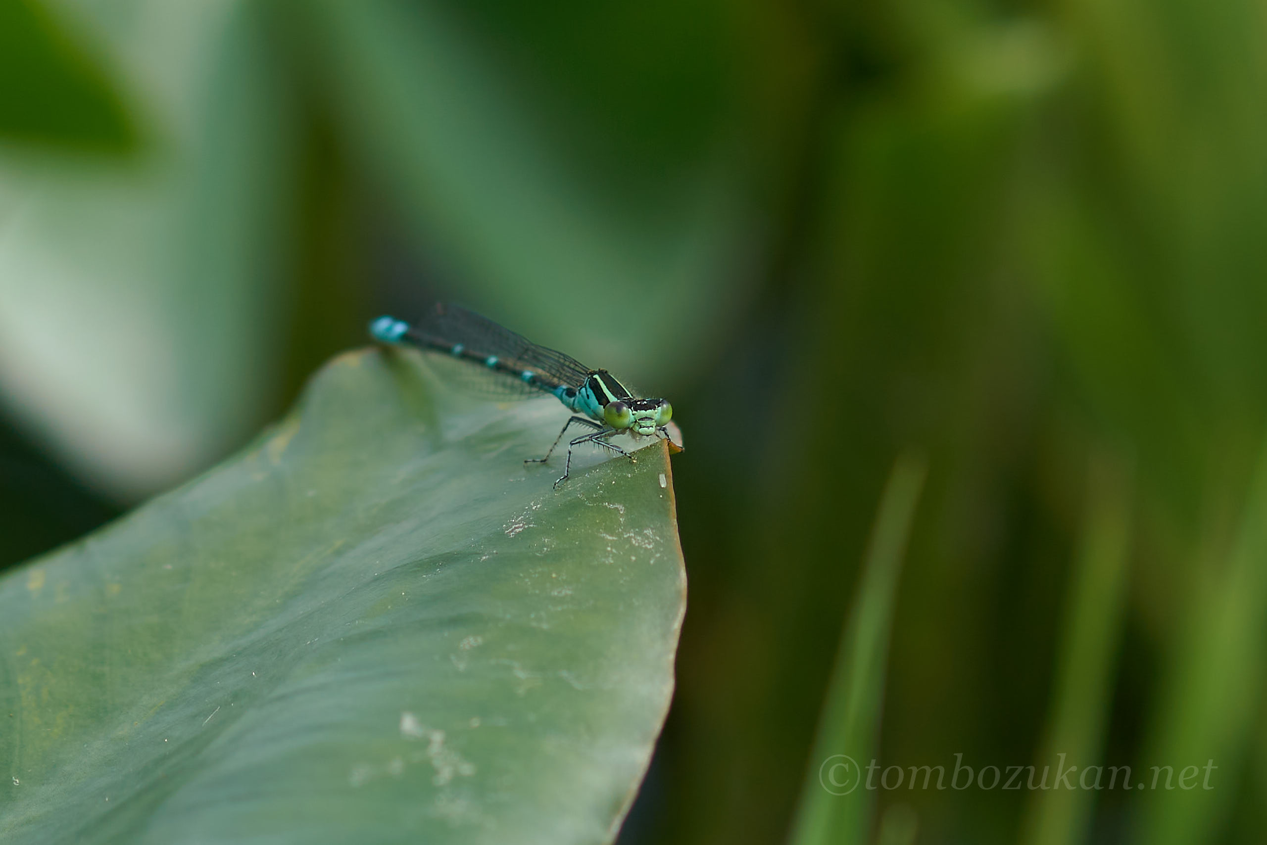 オオイトトンボ