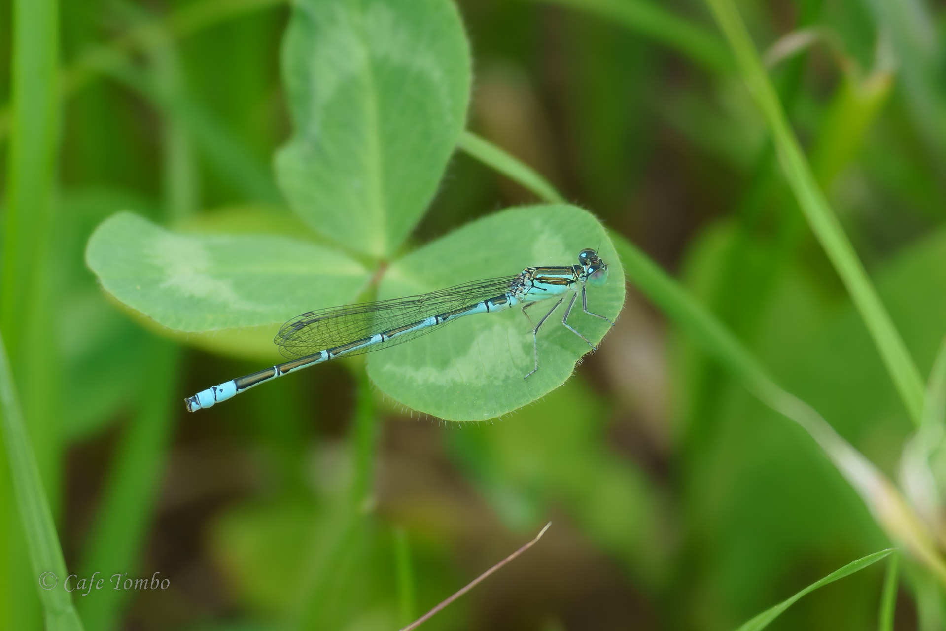 セスジイトトンボ