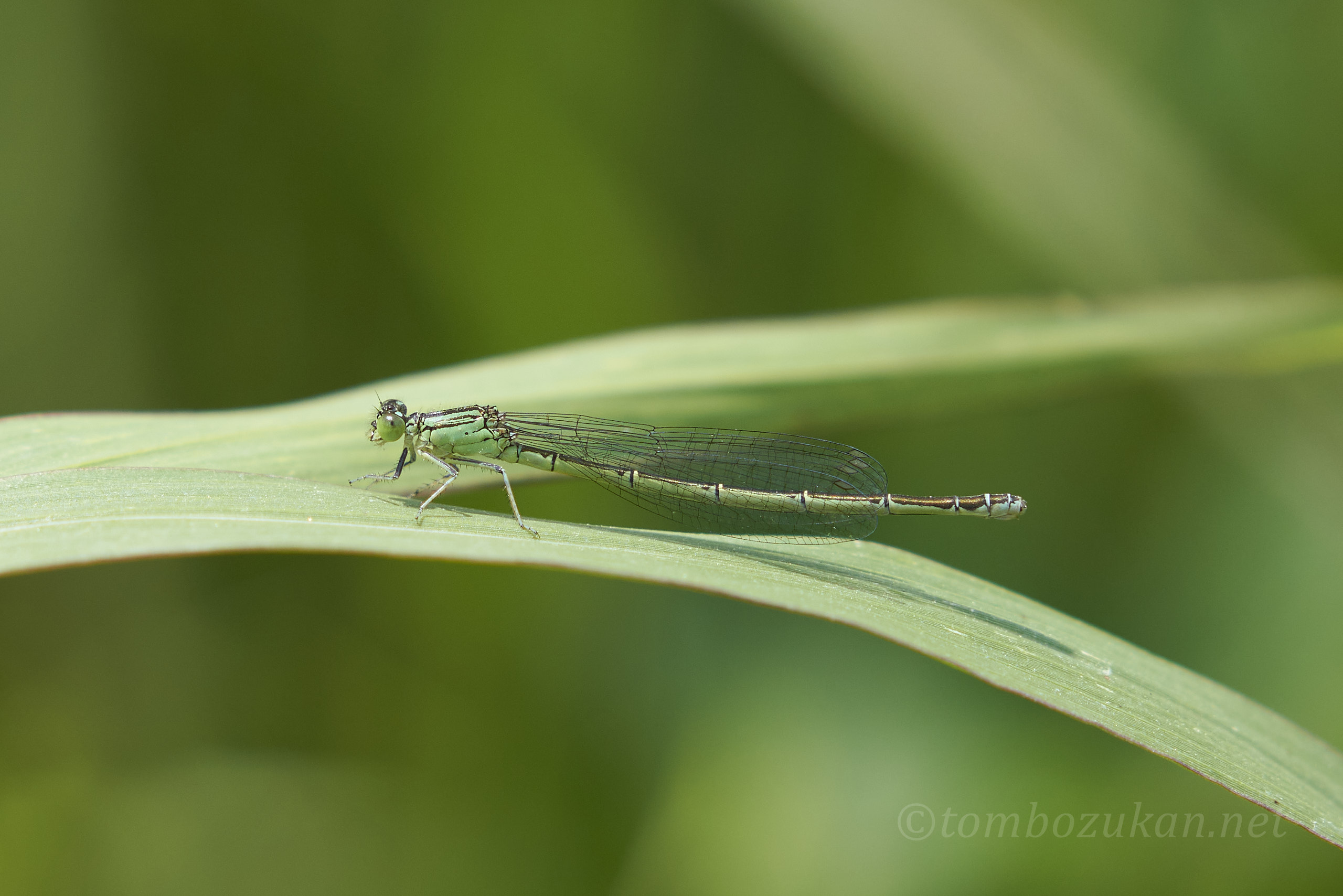 セスジイトトンボ