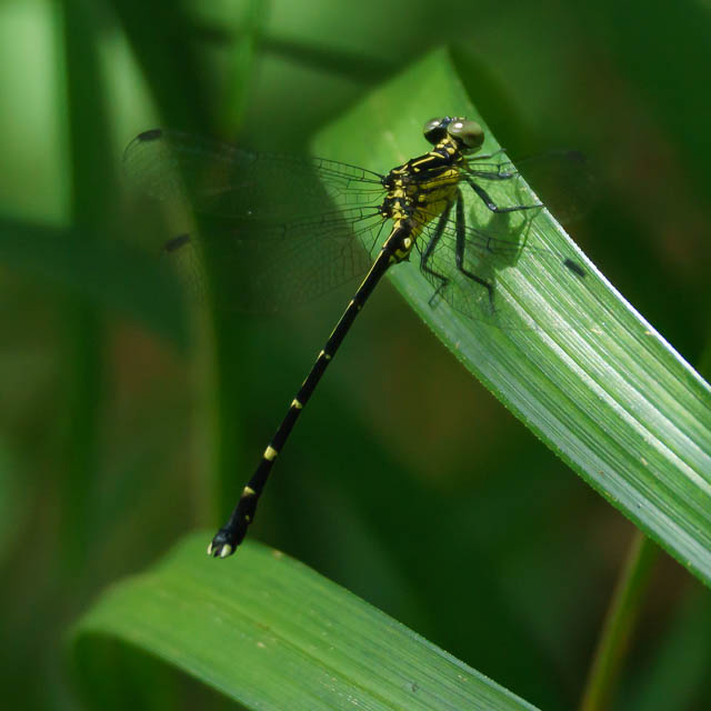 ヒメホソサナエ