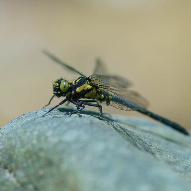 ヒメクロサナエ