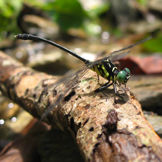 オキナワオジロサナエ