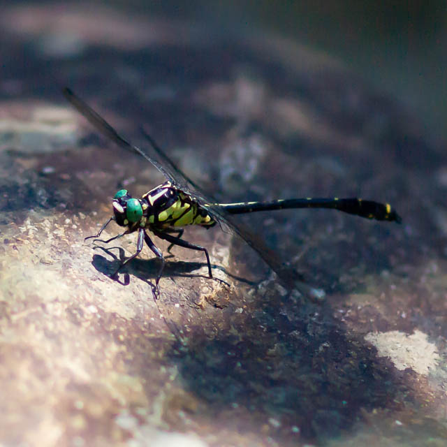 オキナワサナエ