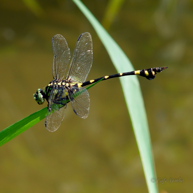 タイワンウチワヤンマ