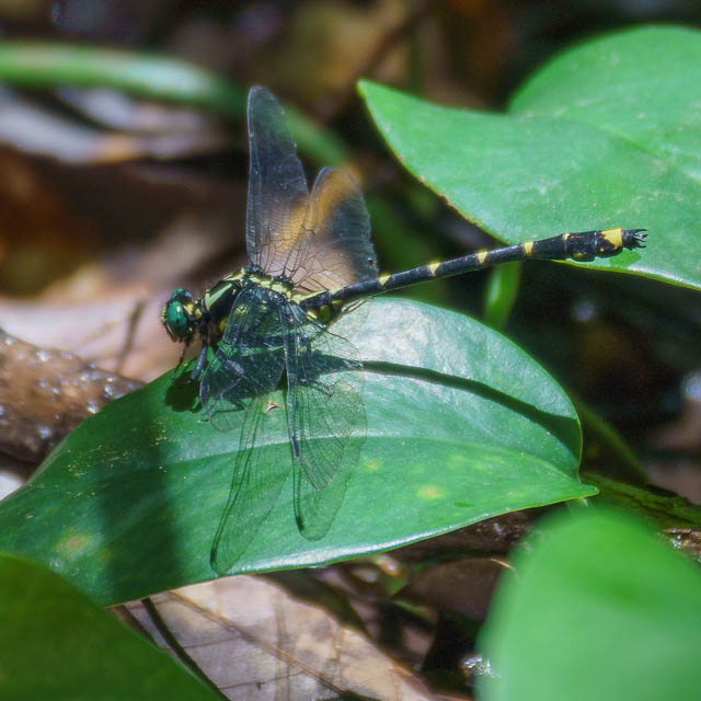 ヤエヤマサナエ