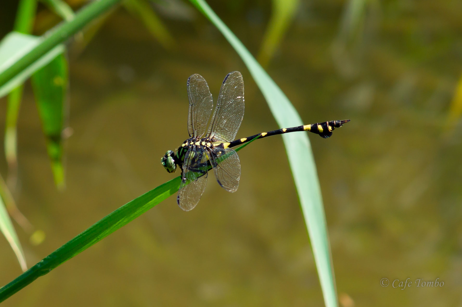 タイワンウチワヤンマ