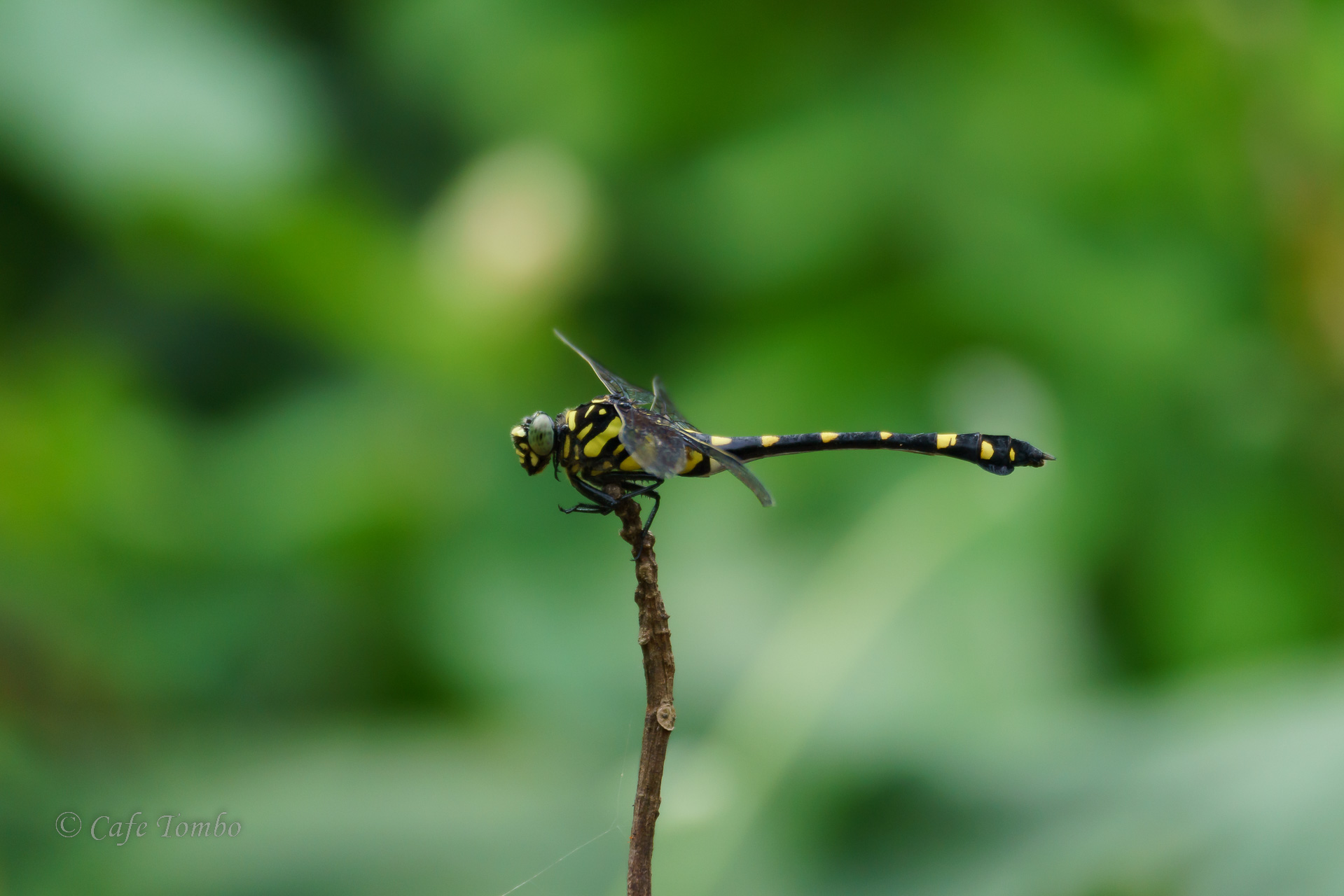 タイワンウチワヤンマ