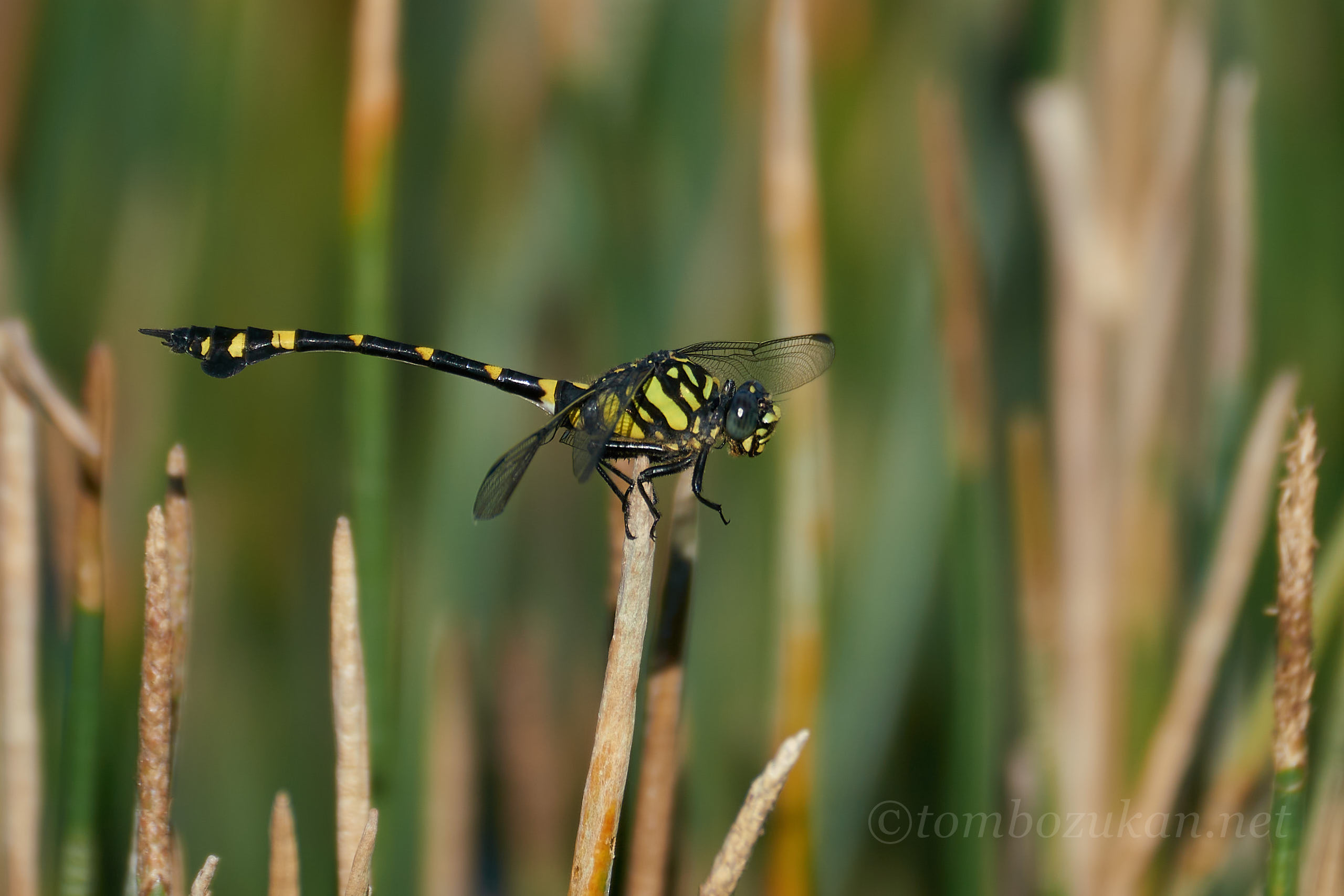 タイワンウチワヤンマ