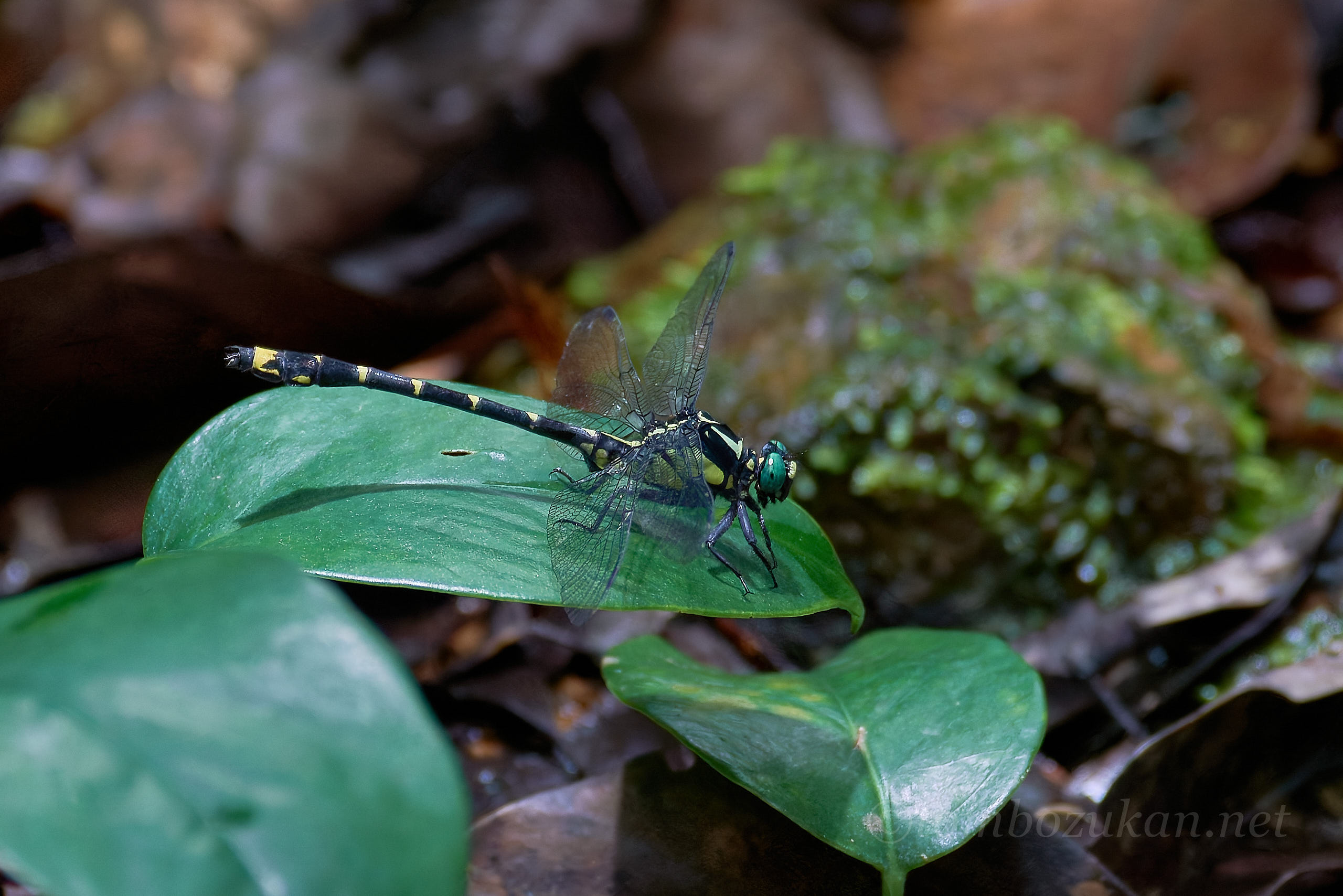 ヤエヤマサナエ