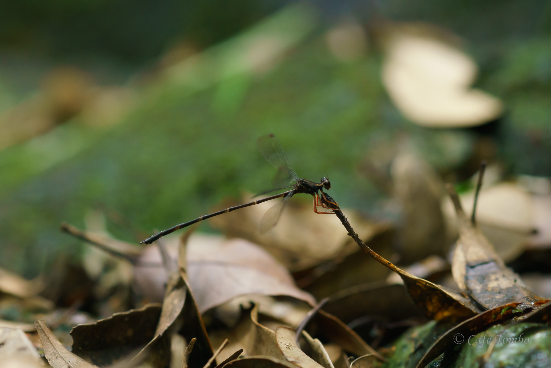ヤエヤマトゲオトンボ