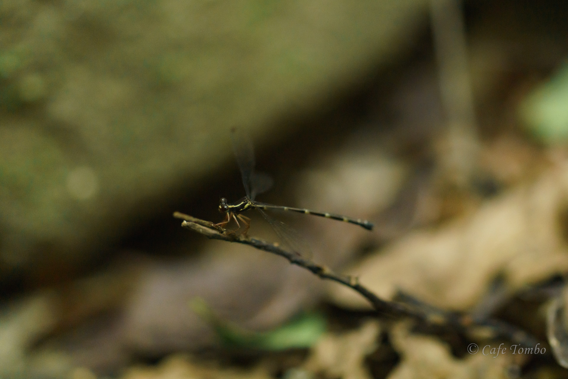 ヤエヤマトゲオトンボ