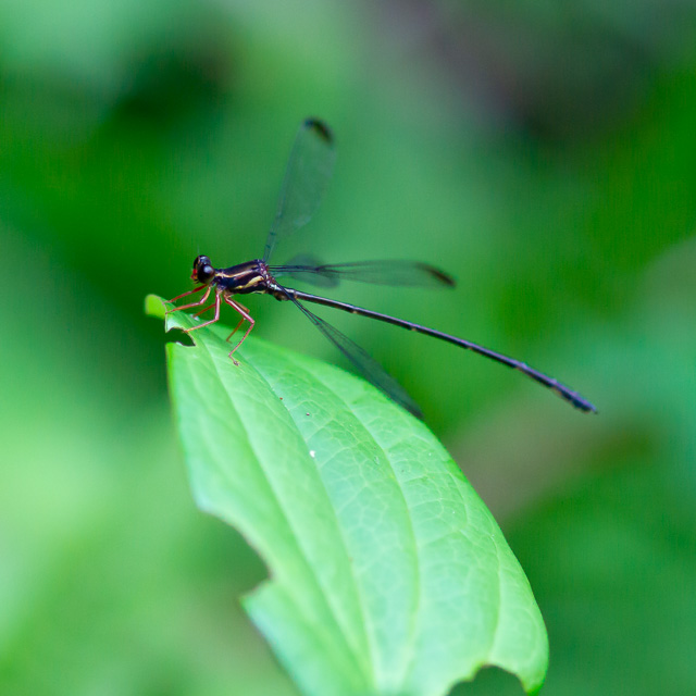 オキナワトゲオトンボ