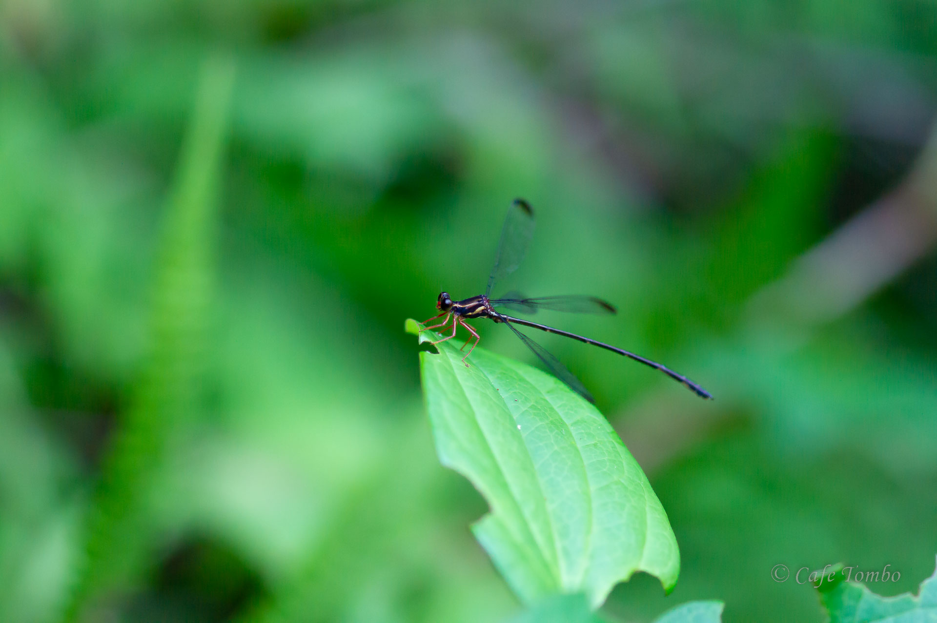 オキナワトゲオトンボ