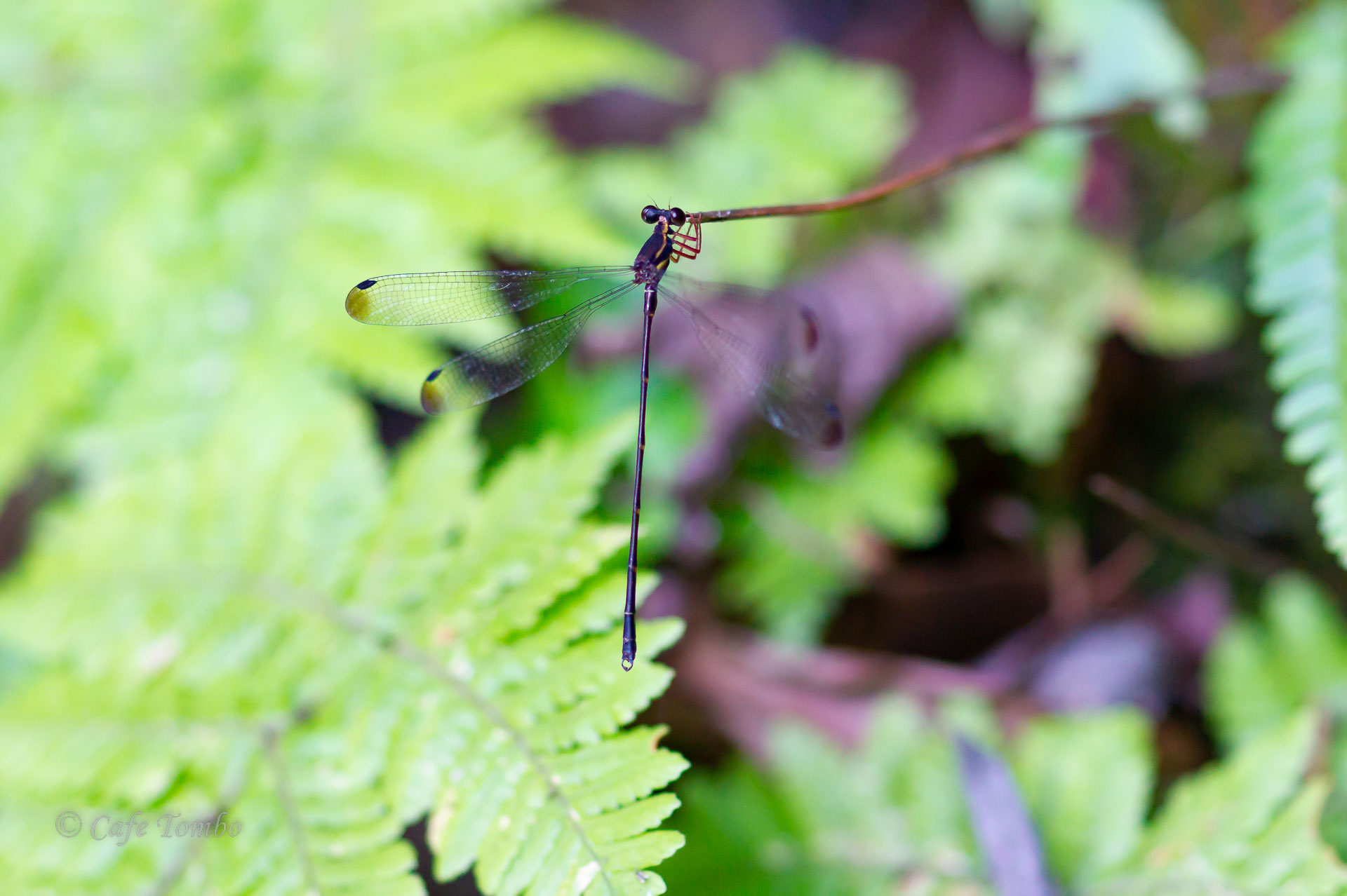 オキナワトゲオトンボ