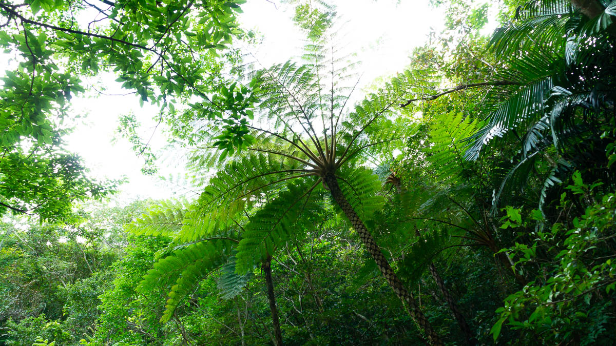 トゲオトンボ科