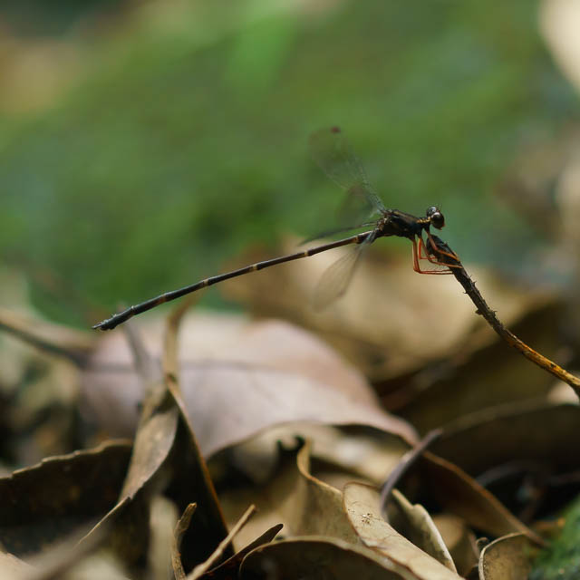 ヤエヤマトゲオトンボ
