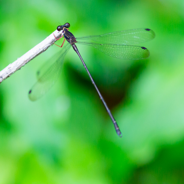 ヤンバルトゲオトンボ