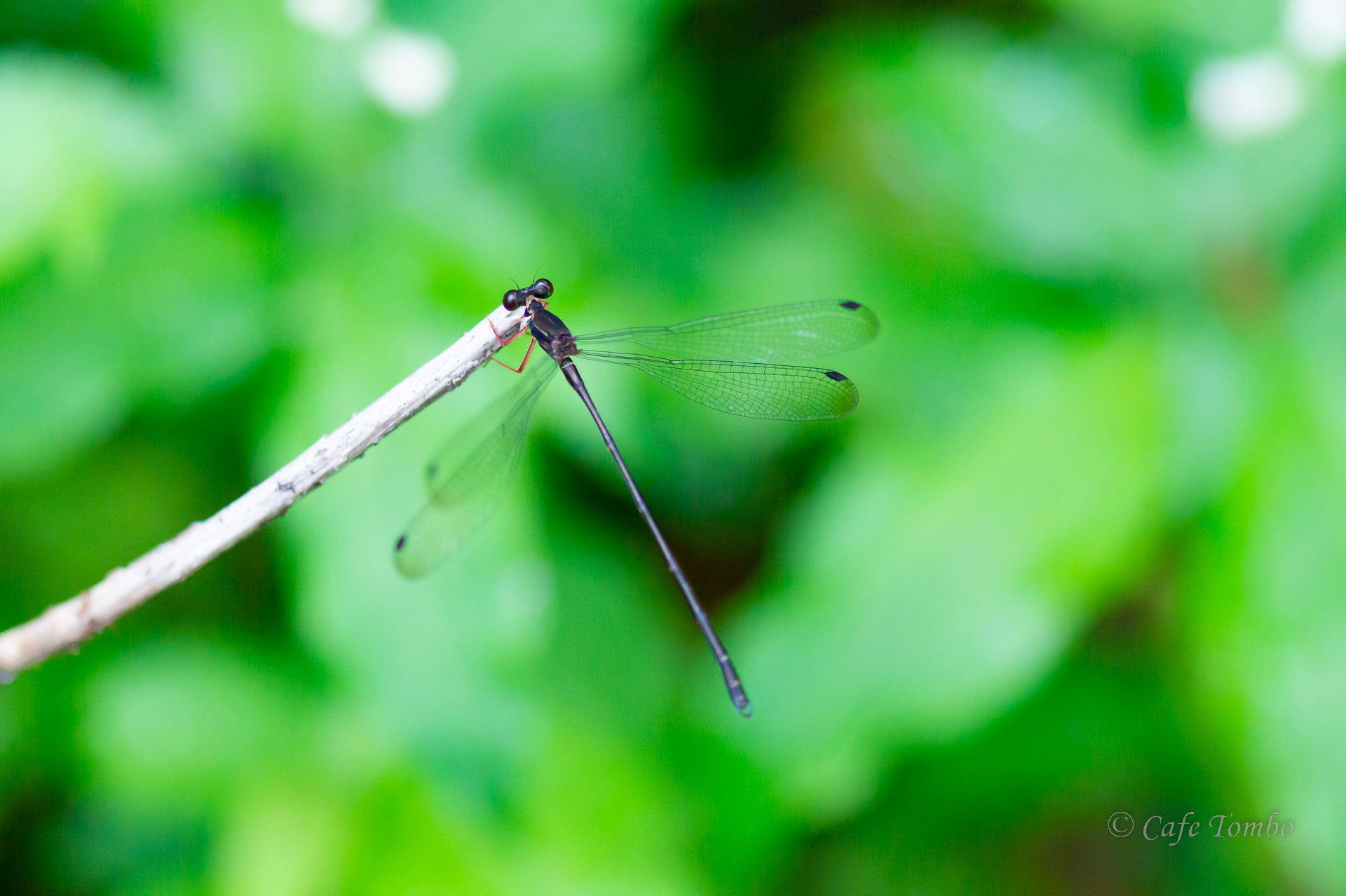 ヤンバルトゲオトンボ