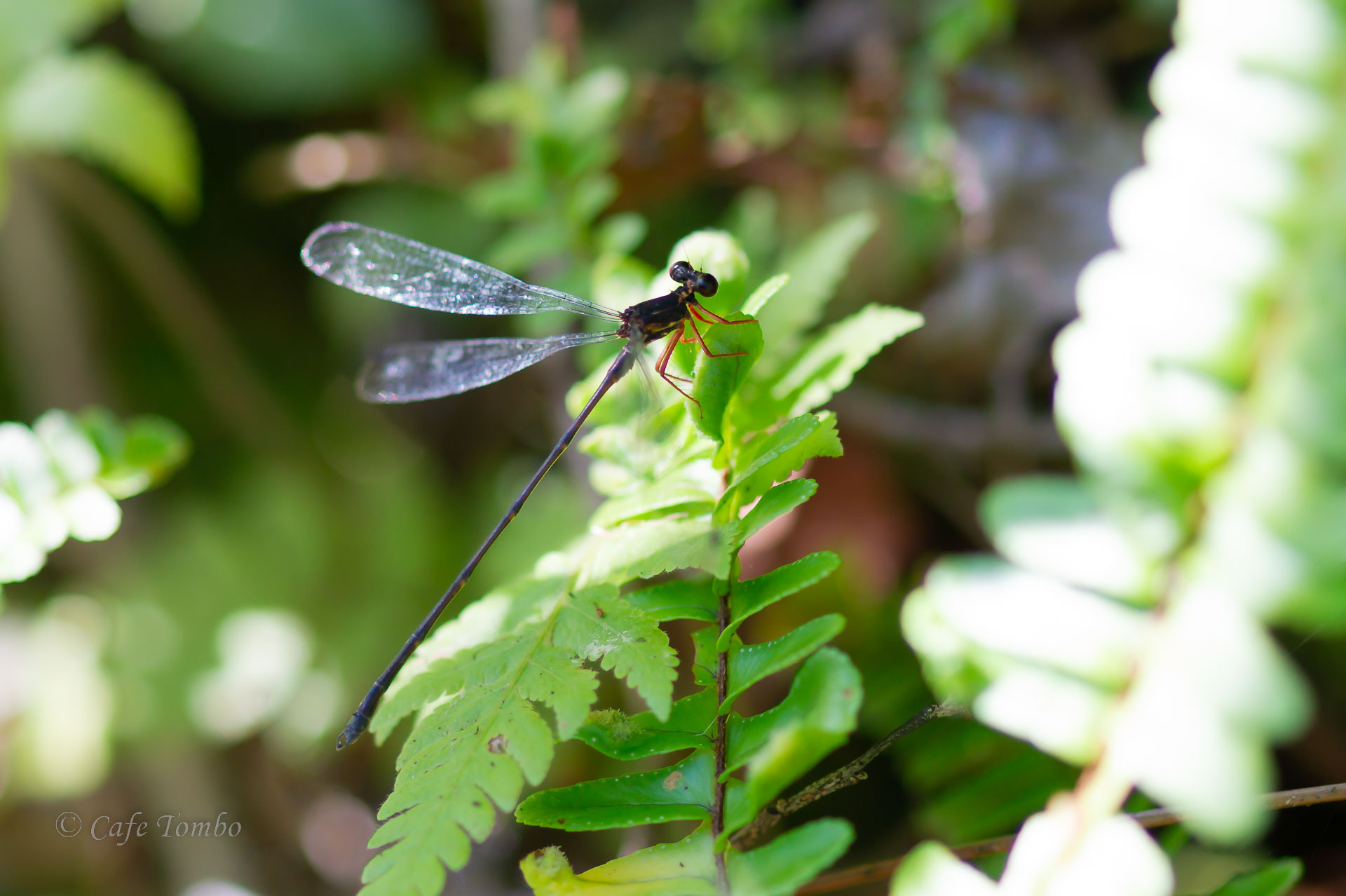 ヤンバルトゲオトンボ