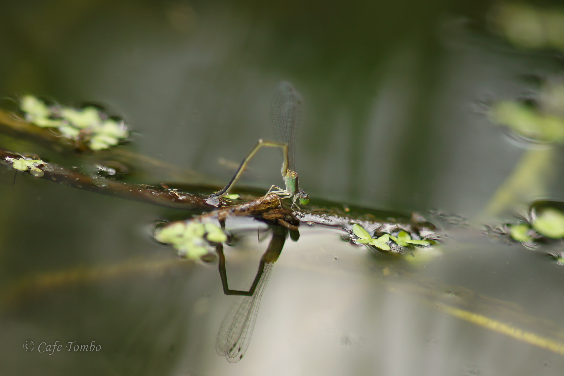 アジアイトトンボ