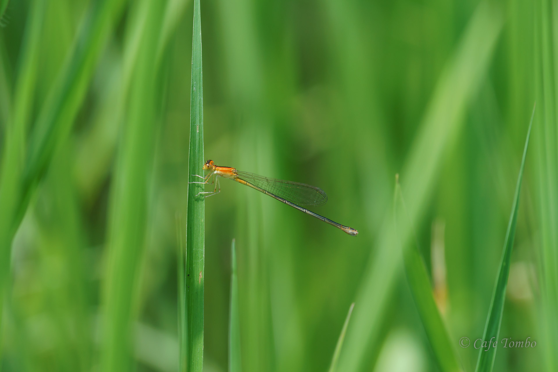 アジアイトトンボ