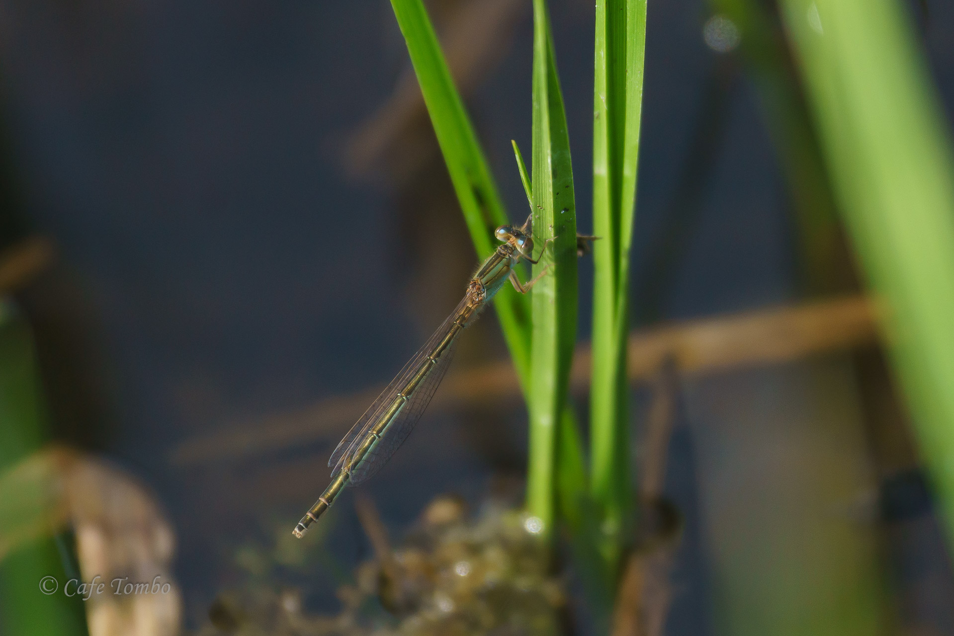 アジアイトトンボ