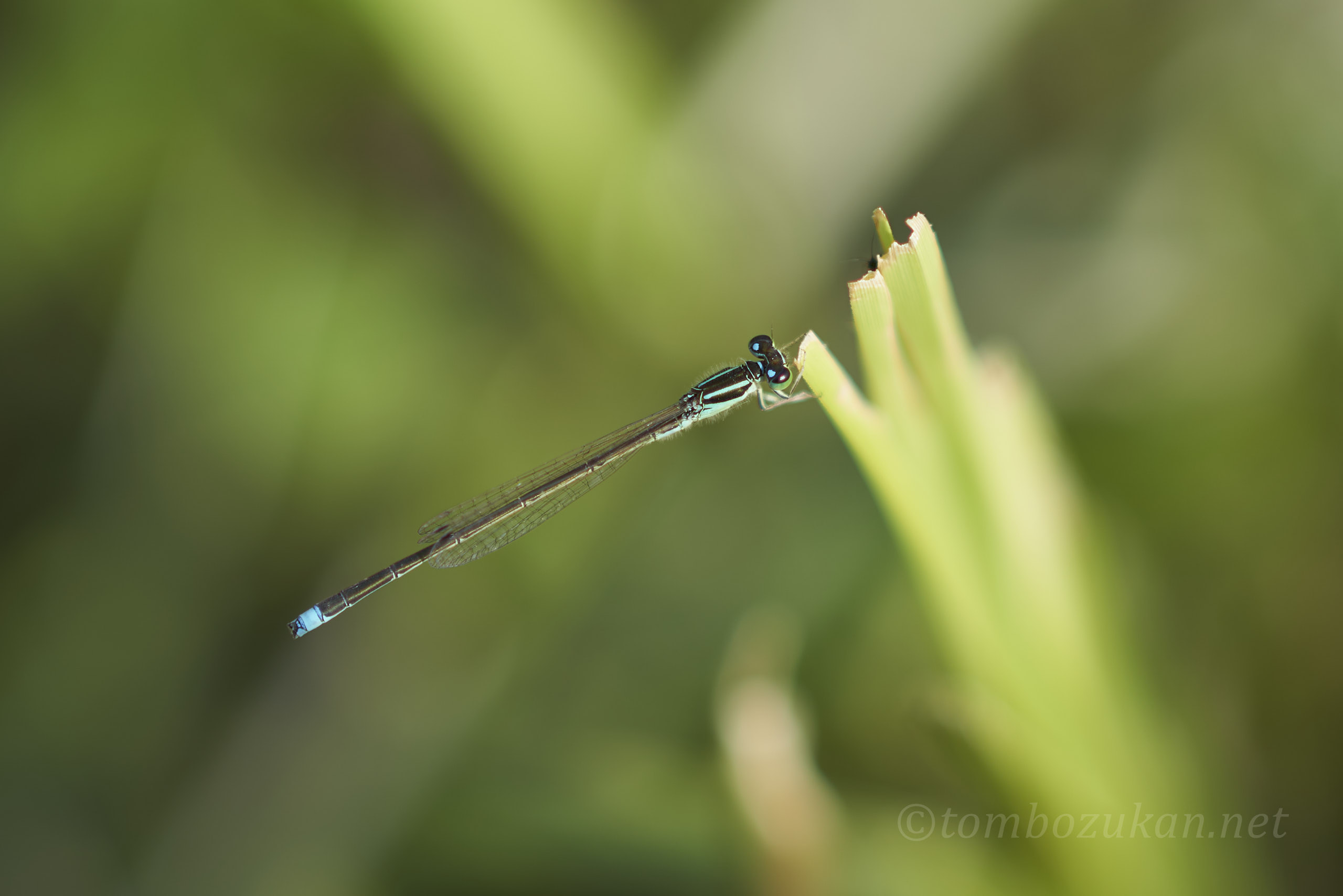 アジアイトトンボ