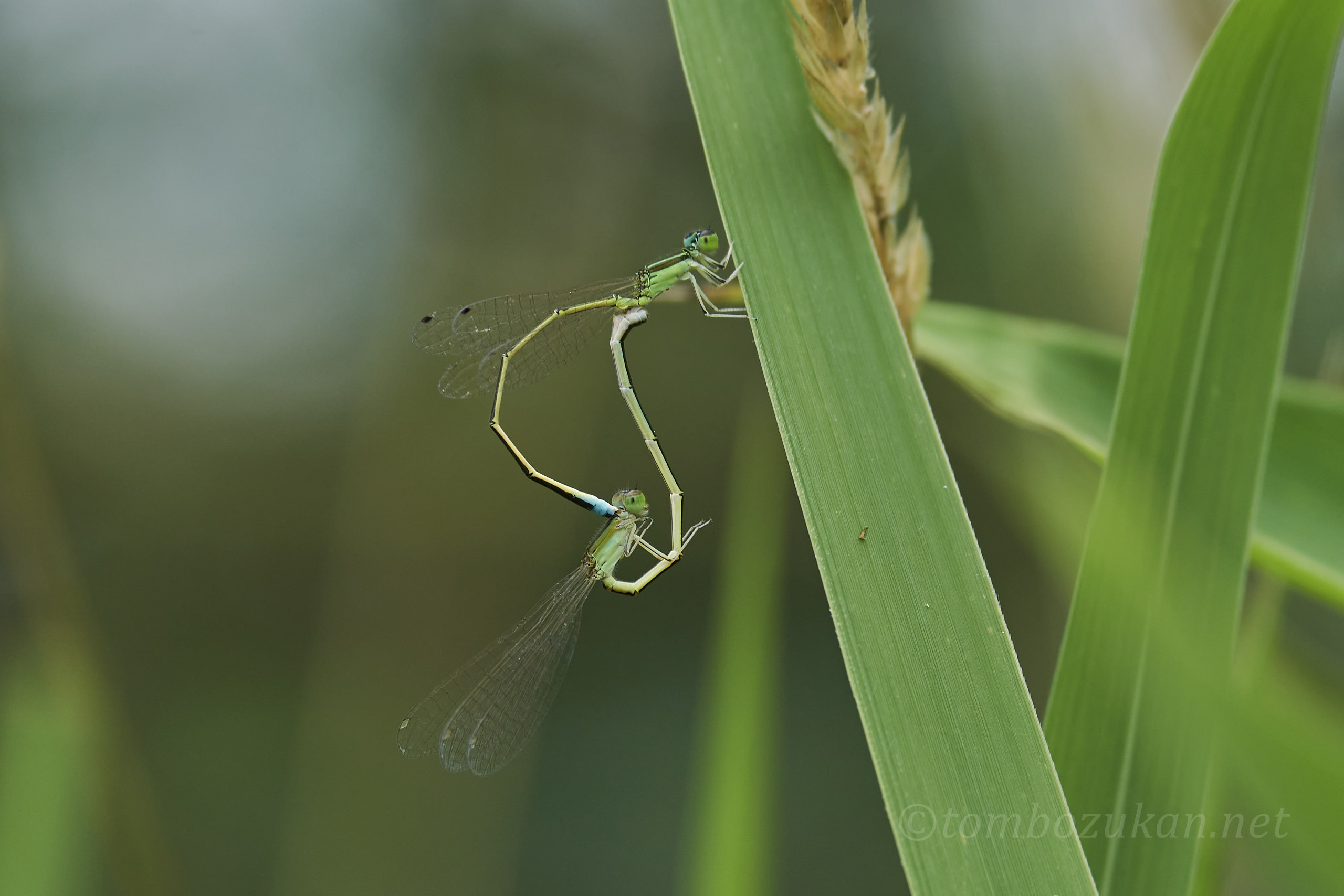 アジアイトトンボ