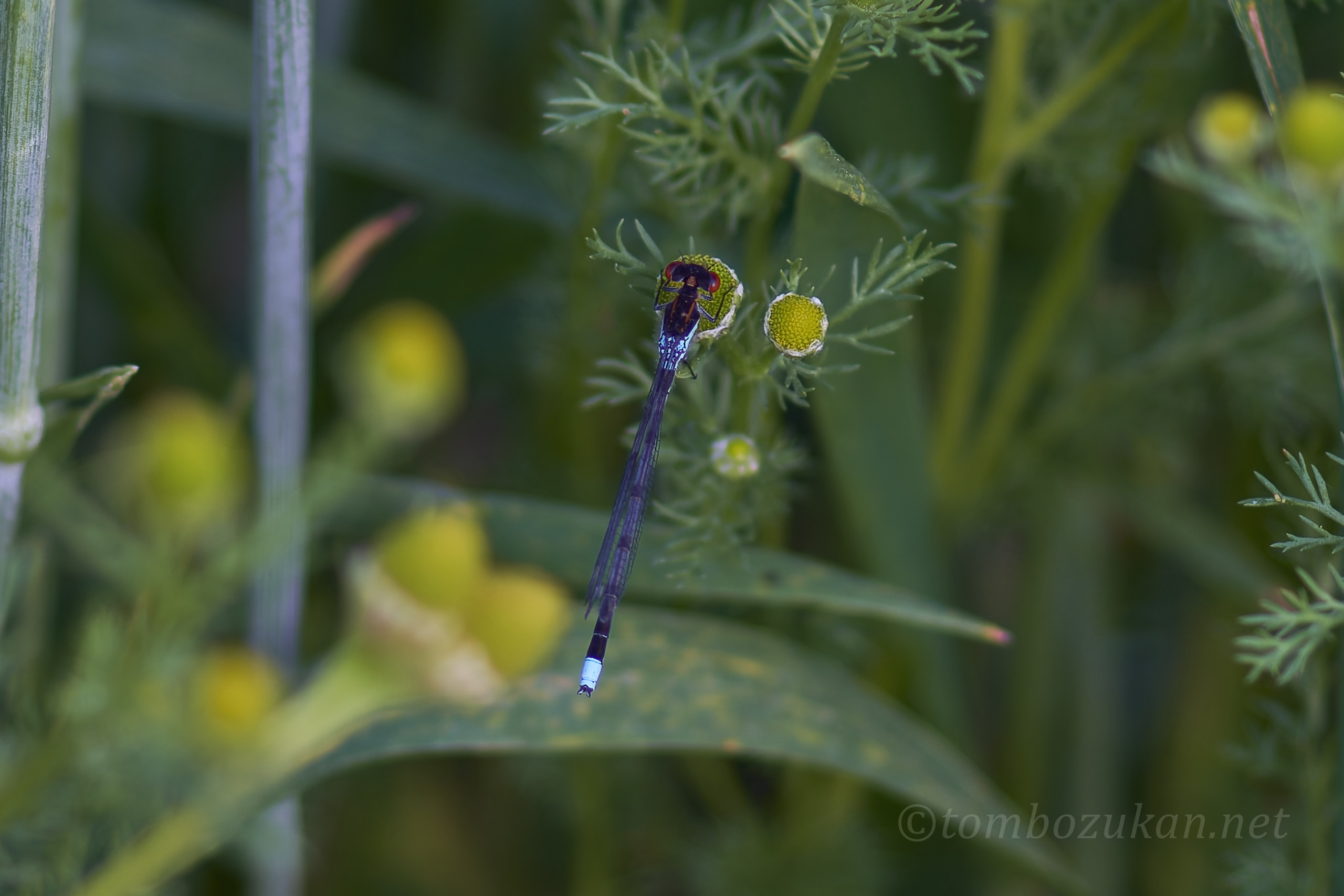 アカメイトトンボ